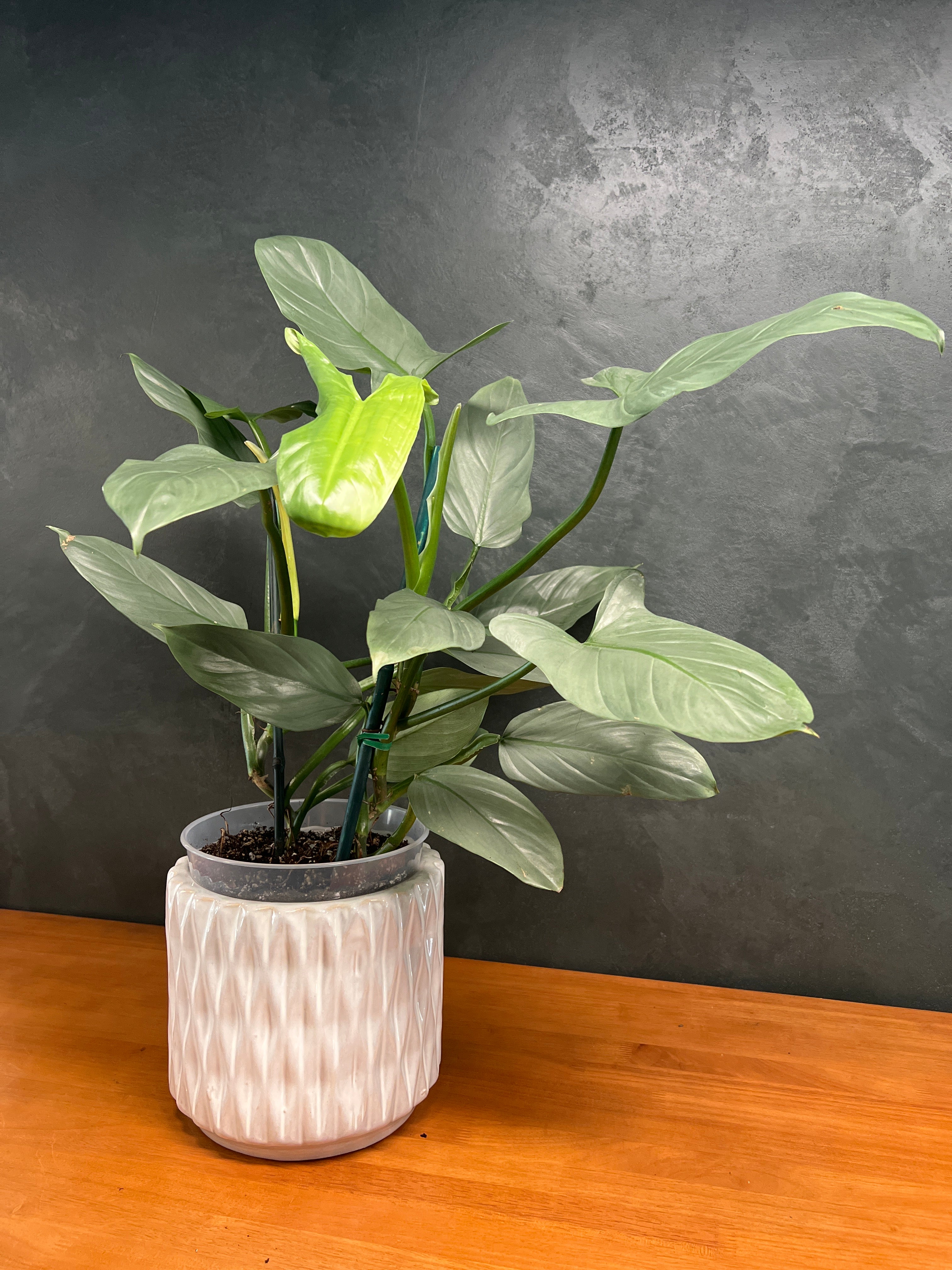 Philodendron – Imperial Green