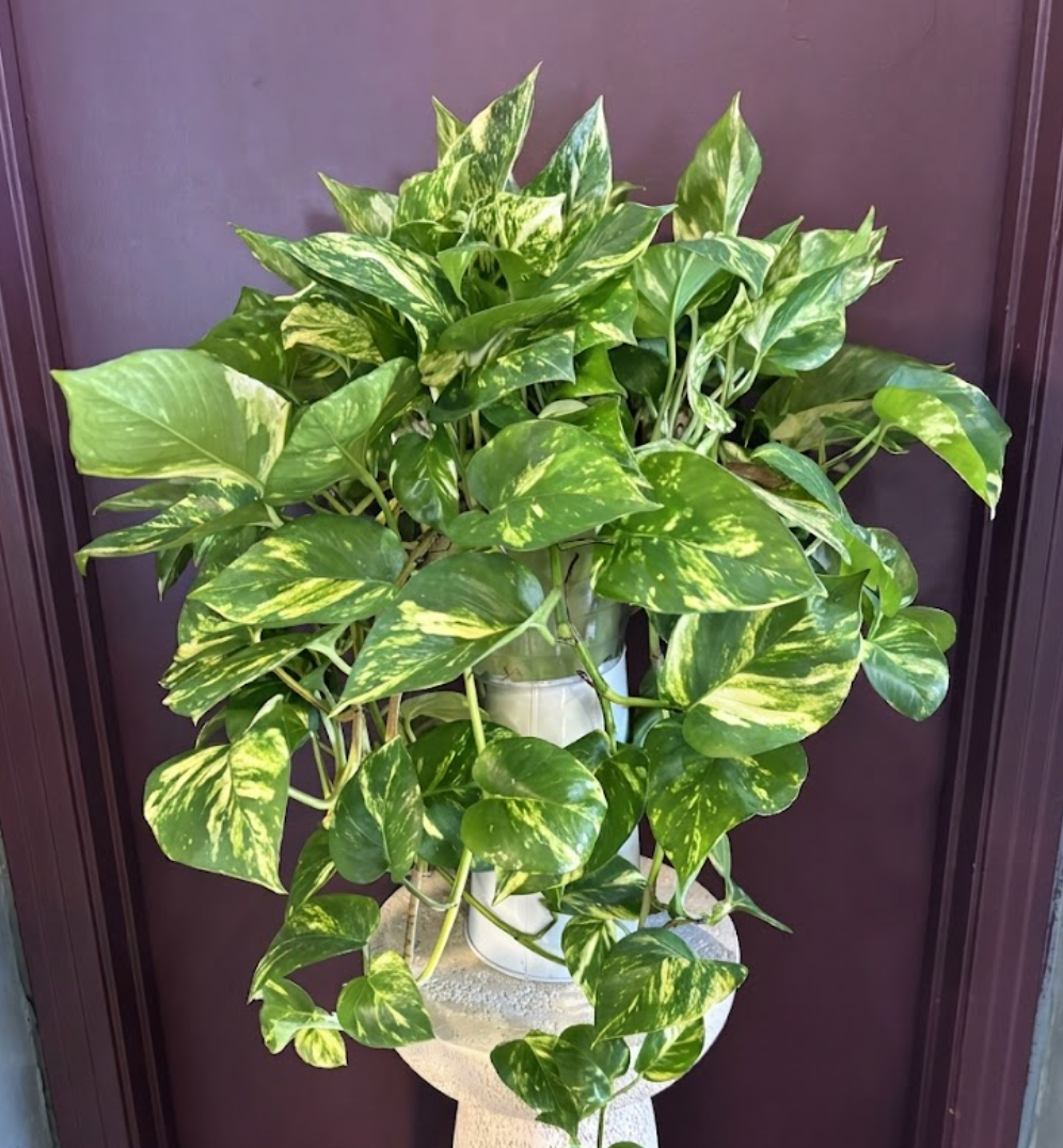 Pothos