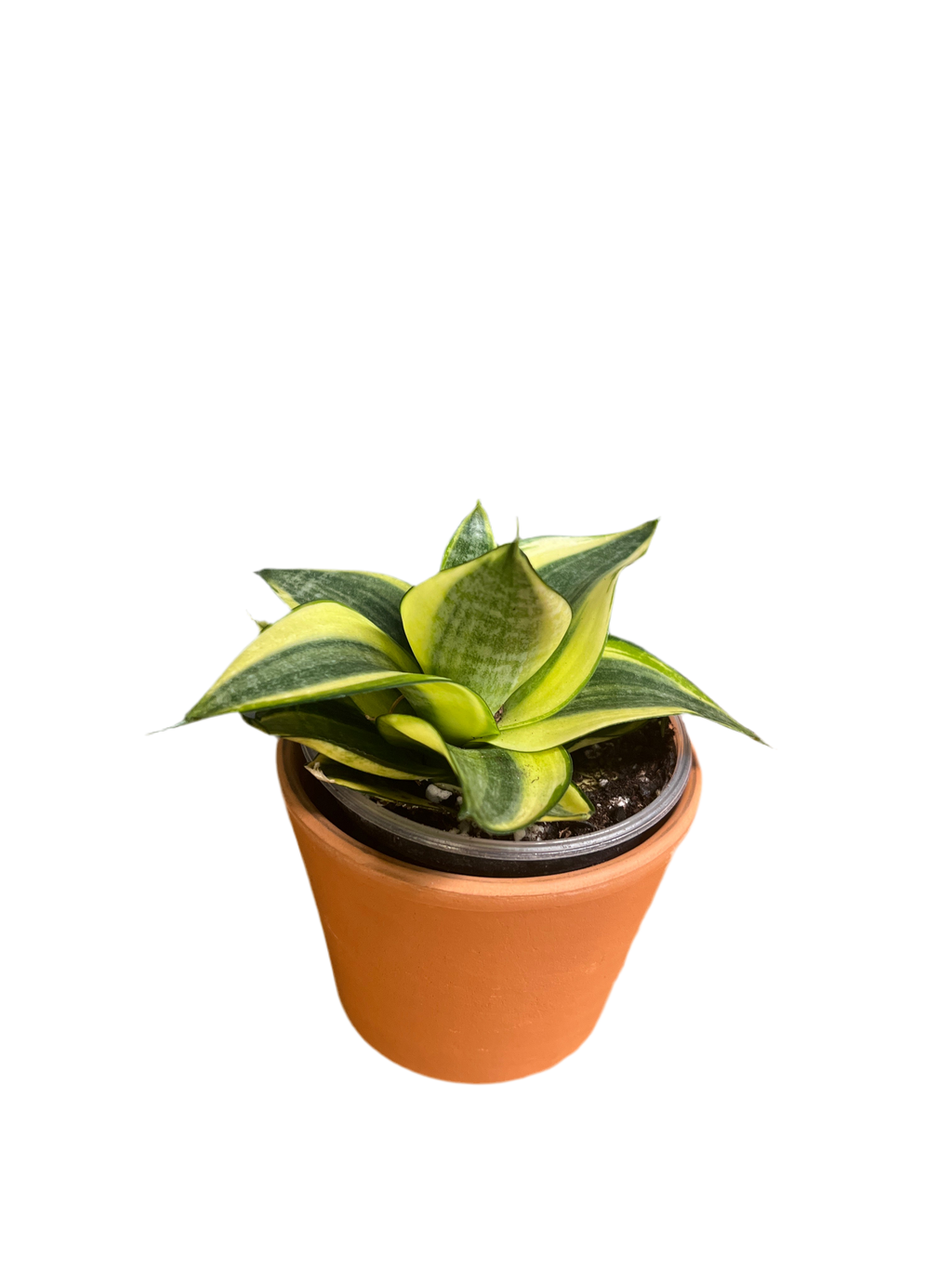 Dwarf Snake Plant - Laurentii