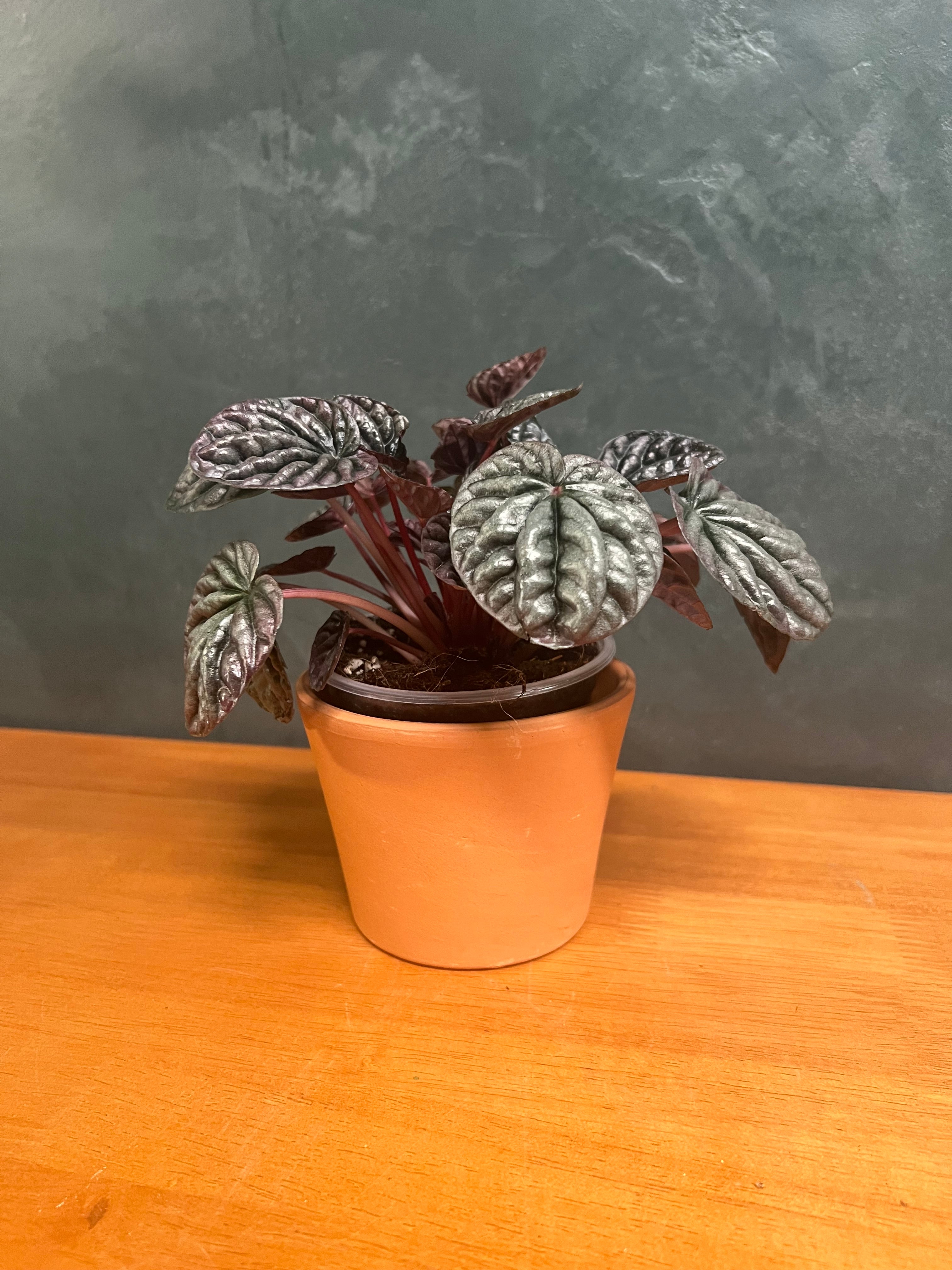 Peperomia - Ripple Red