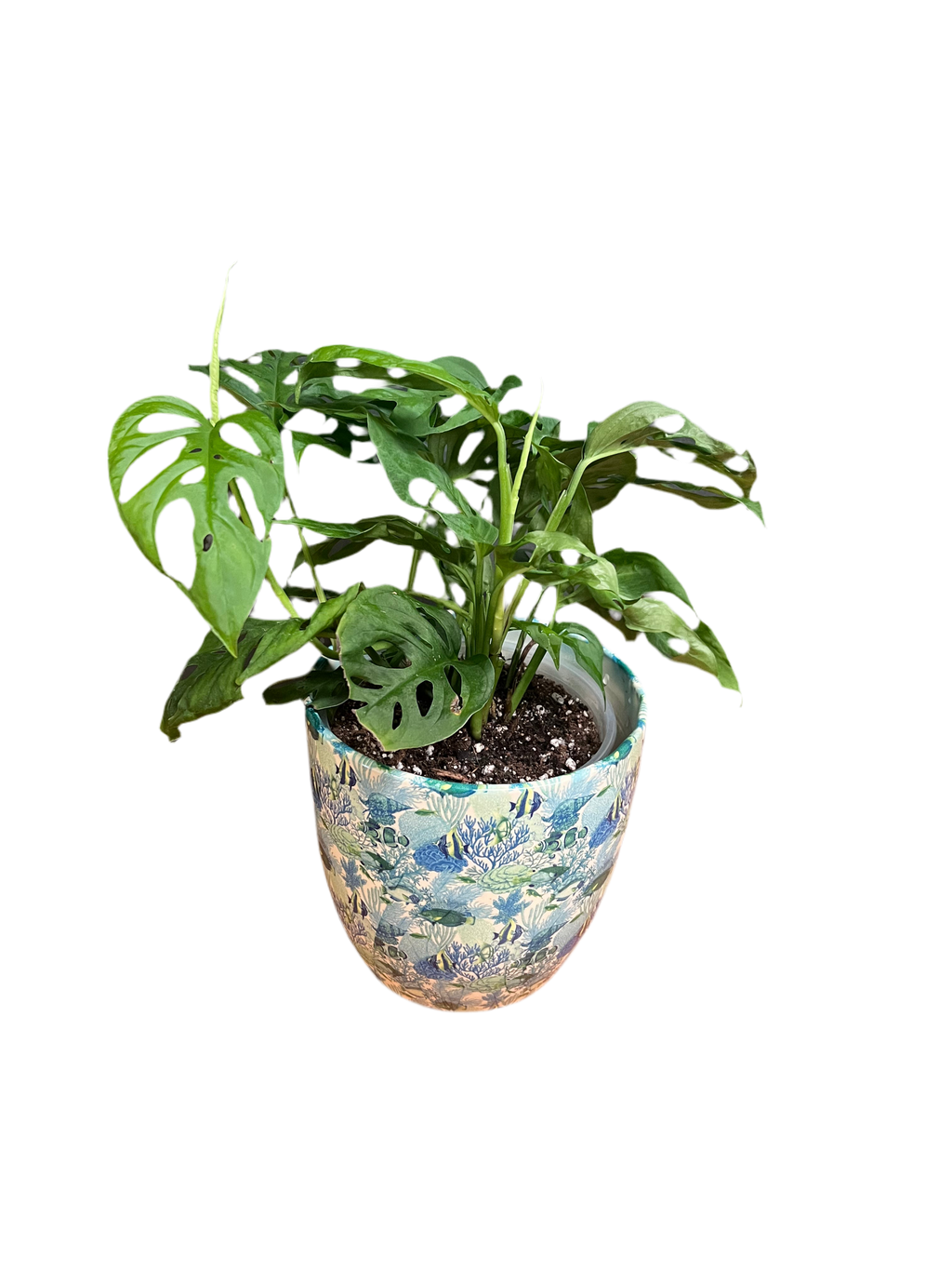 Monstera - Adansonii