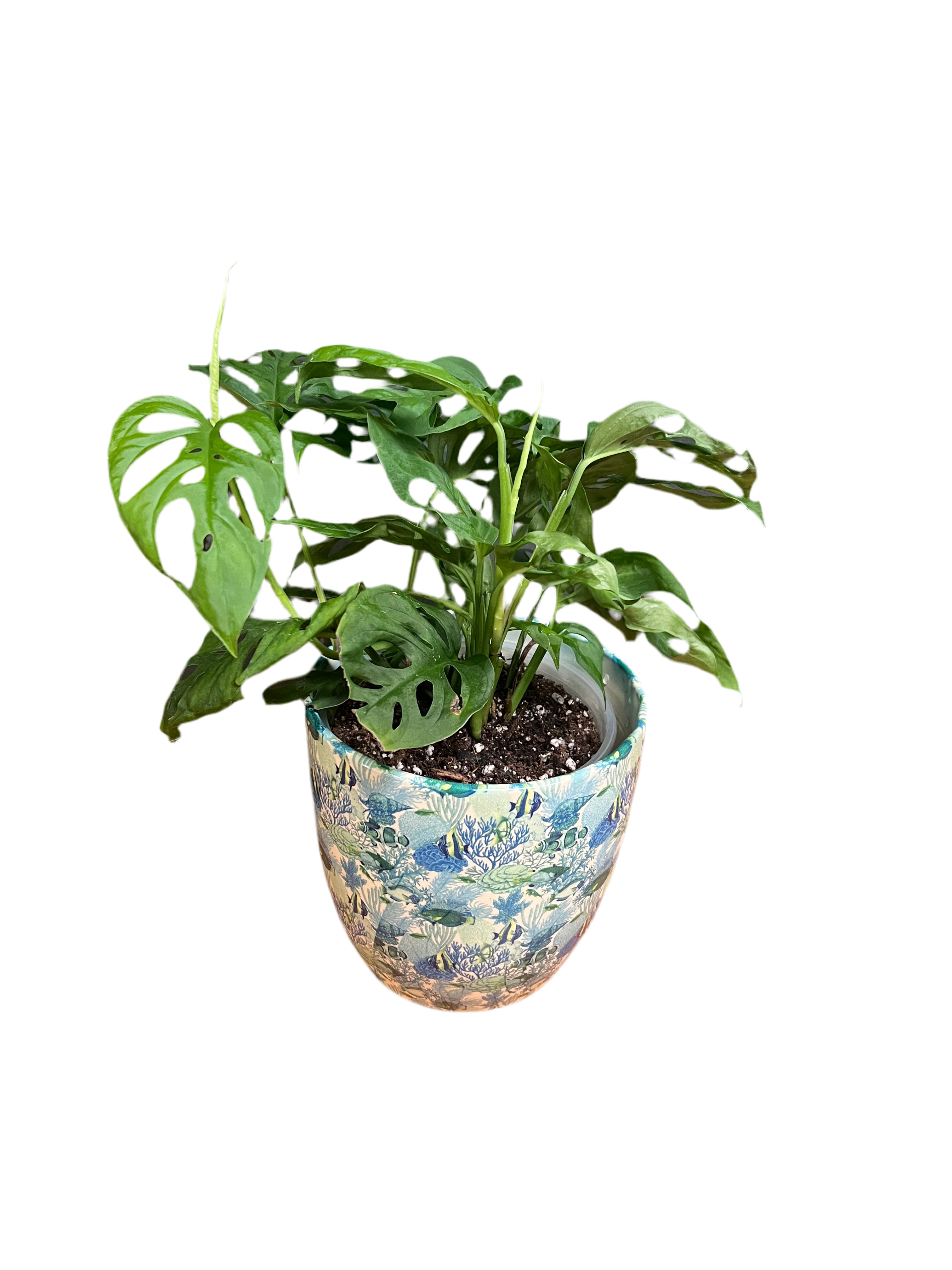 Monstera - Adansonii