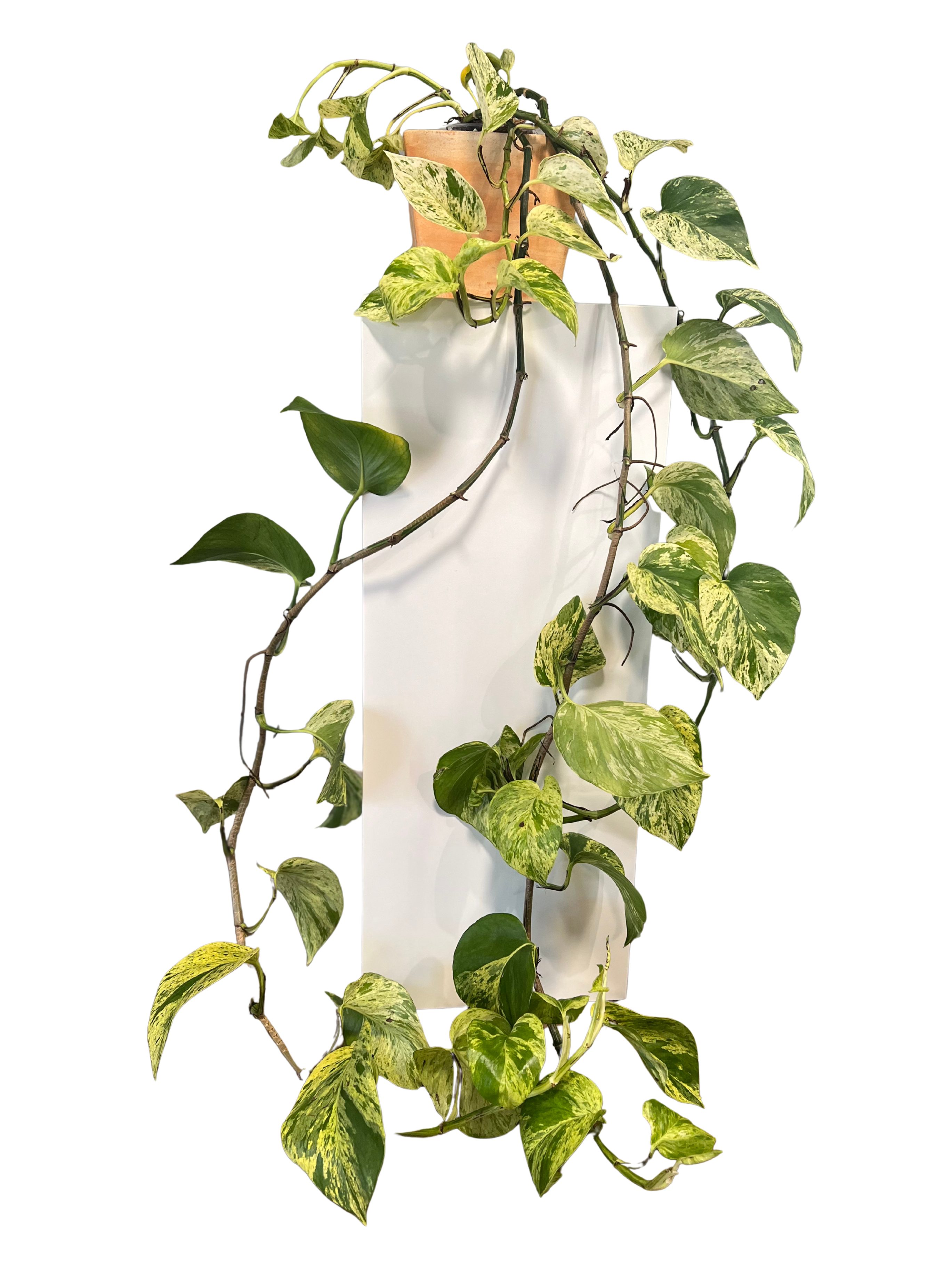 Pothos - Marble Queen