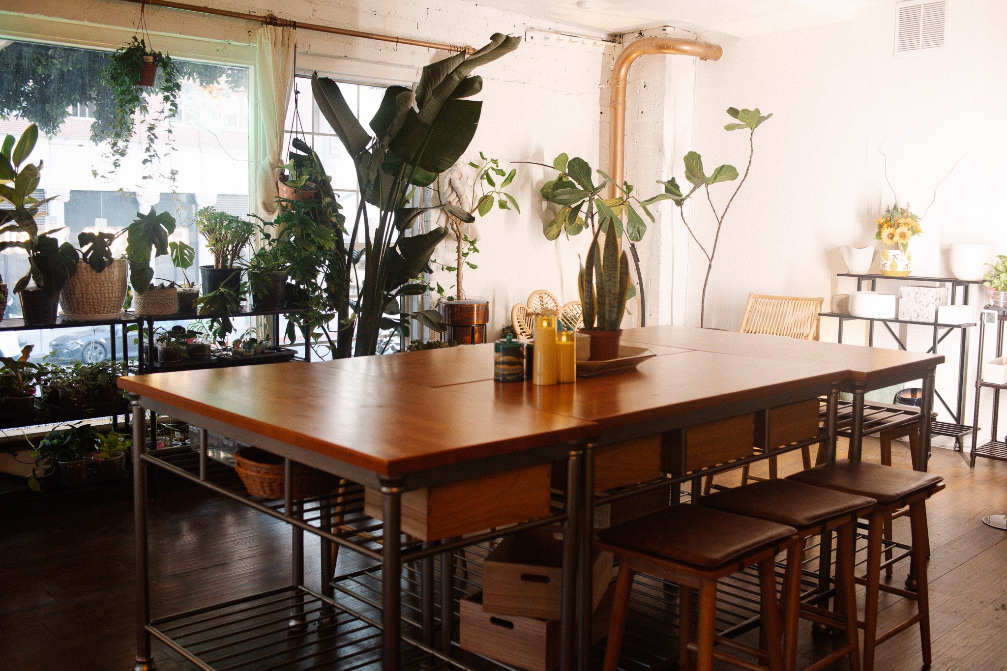 Nysa Botanica