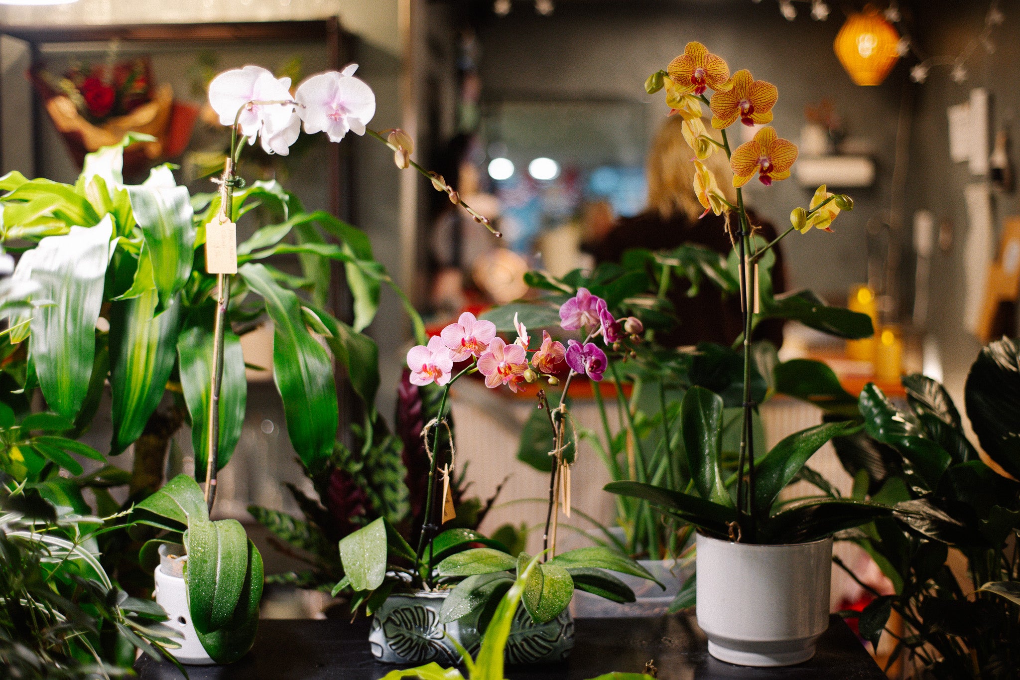 Nysa Botanica