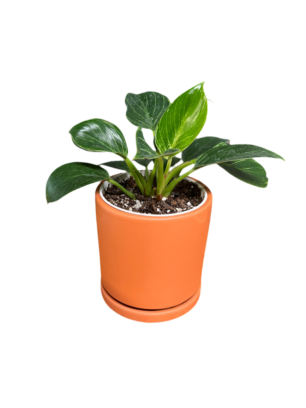 Philodendron - Birkin