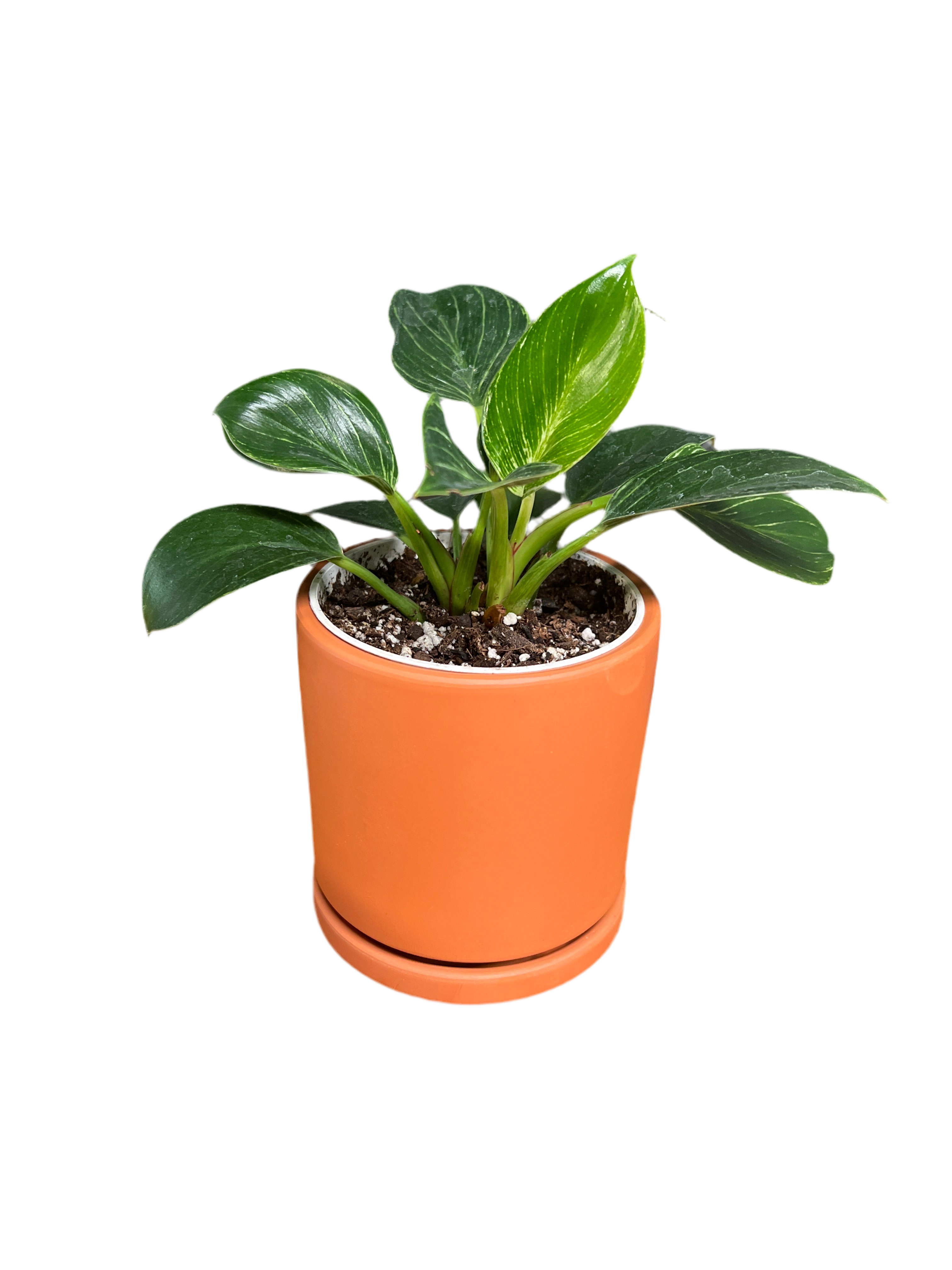 Philodendron - Birkin