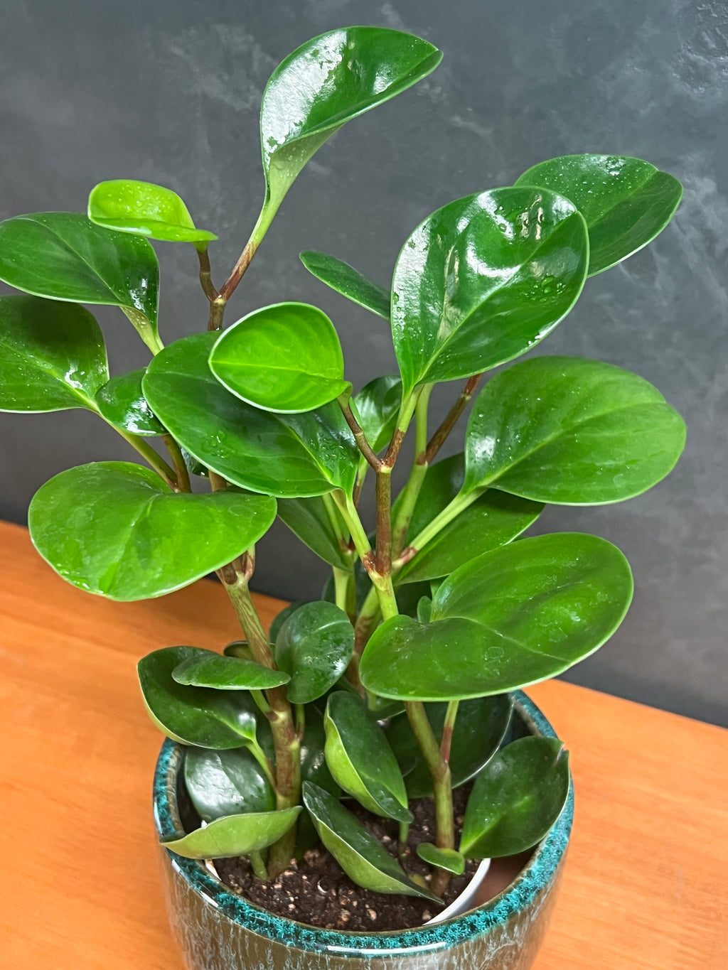 Peperomia - Classic