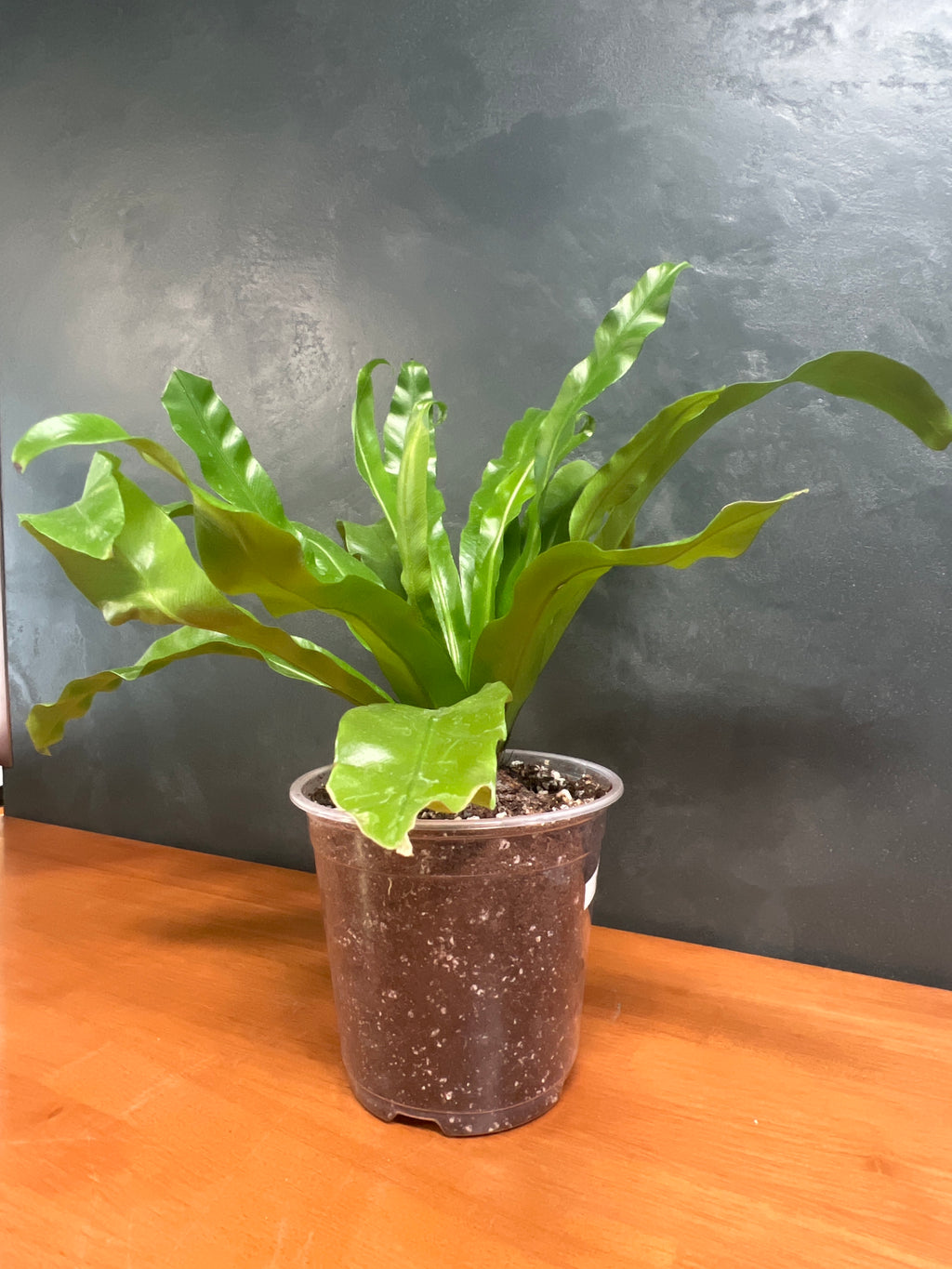 Bird’s Nest Fern