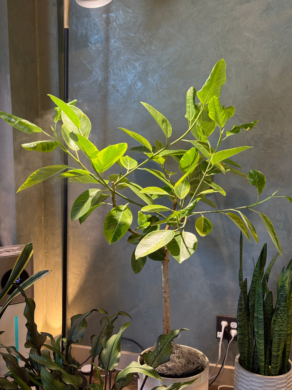 Ficus altissima - ‘Lemon Lime'