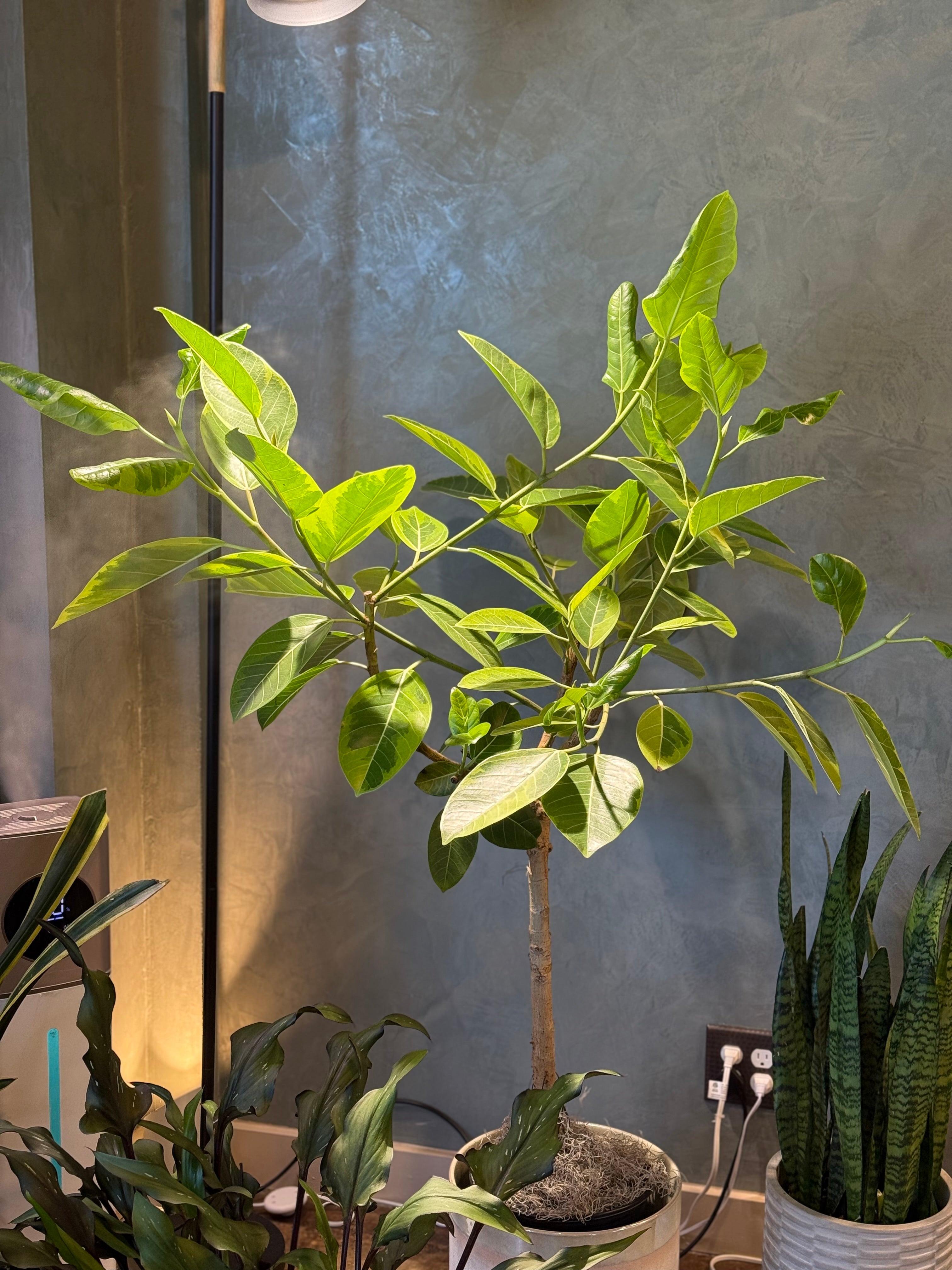 Ficus altissima - ‘Lemon Lime'