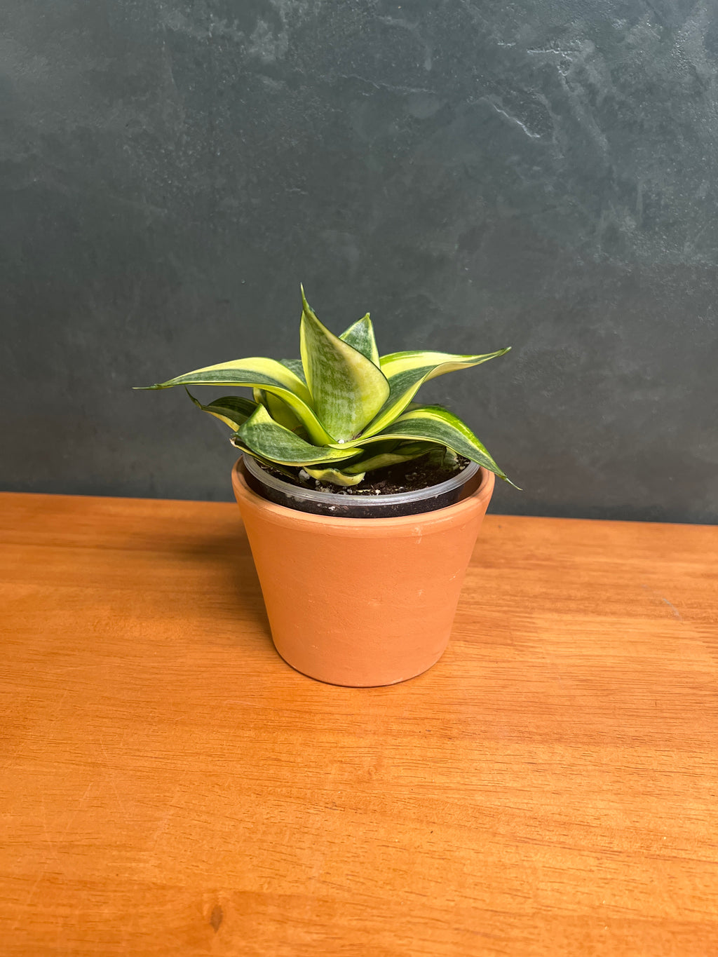 Dwarf Snake Plant - Laurentii