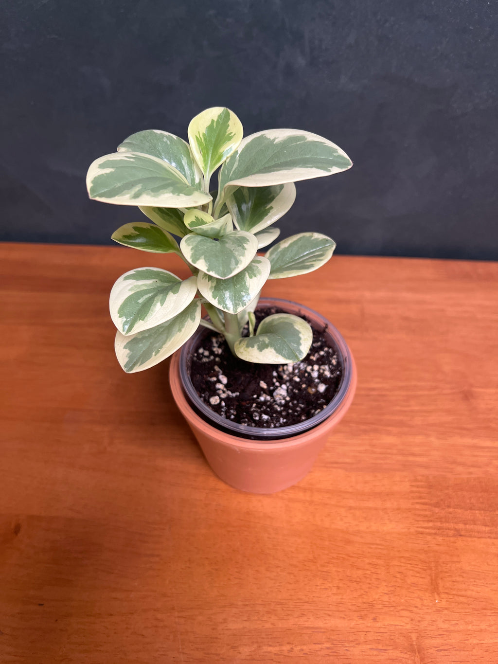 Peperomia - Marble