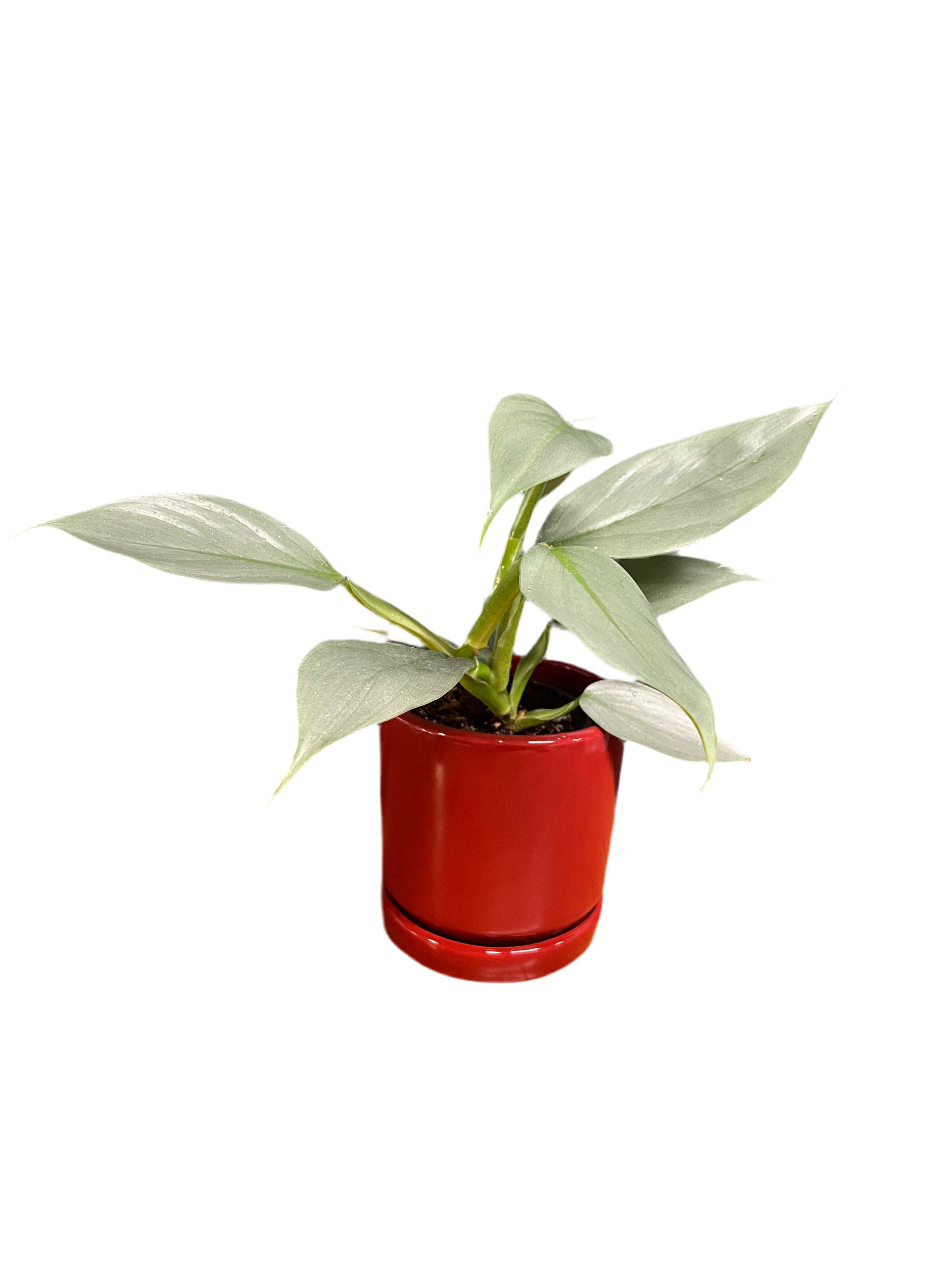 Philodendron – Silver Sword
