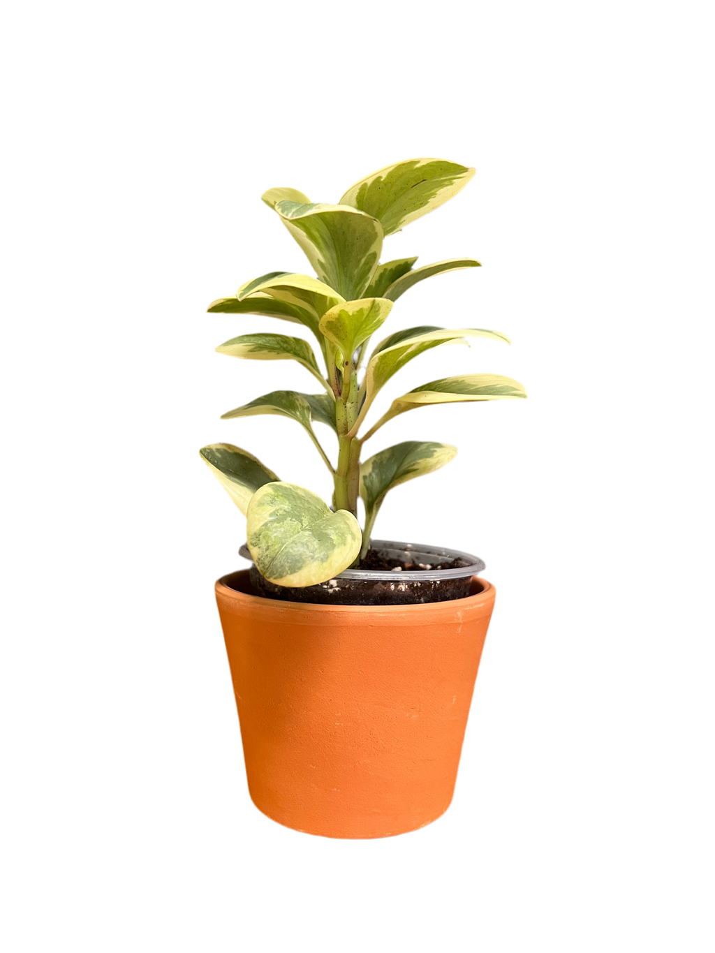 Ficus Rubber Plant - Ruby