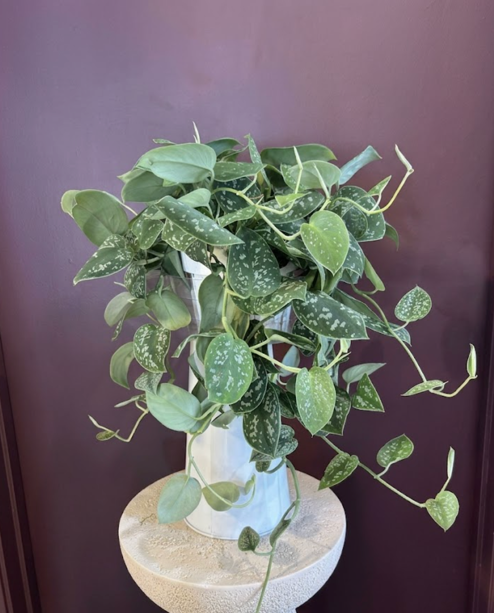 Pothos