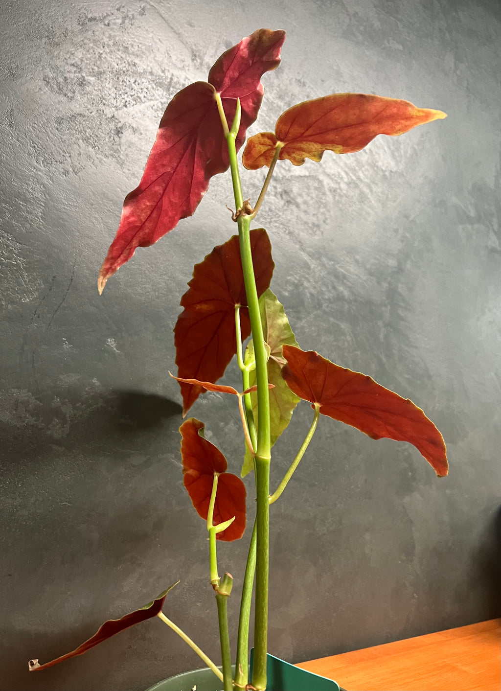 Begonia - Polka Dot