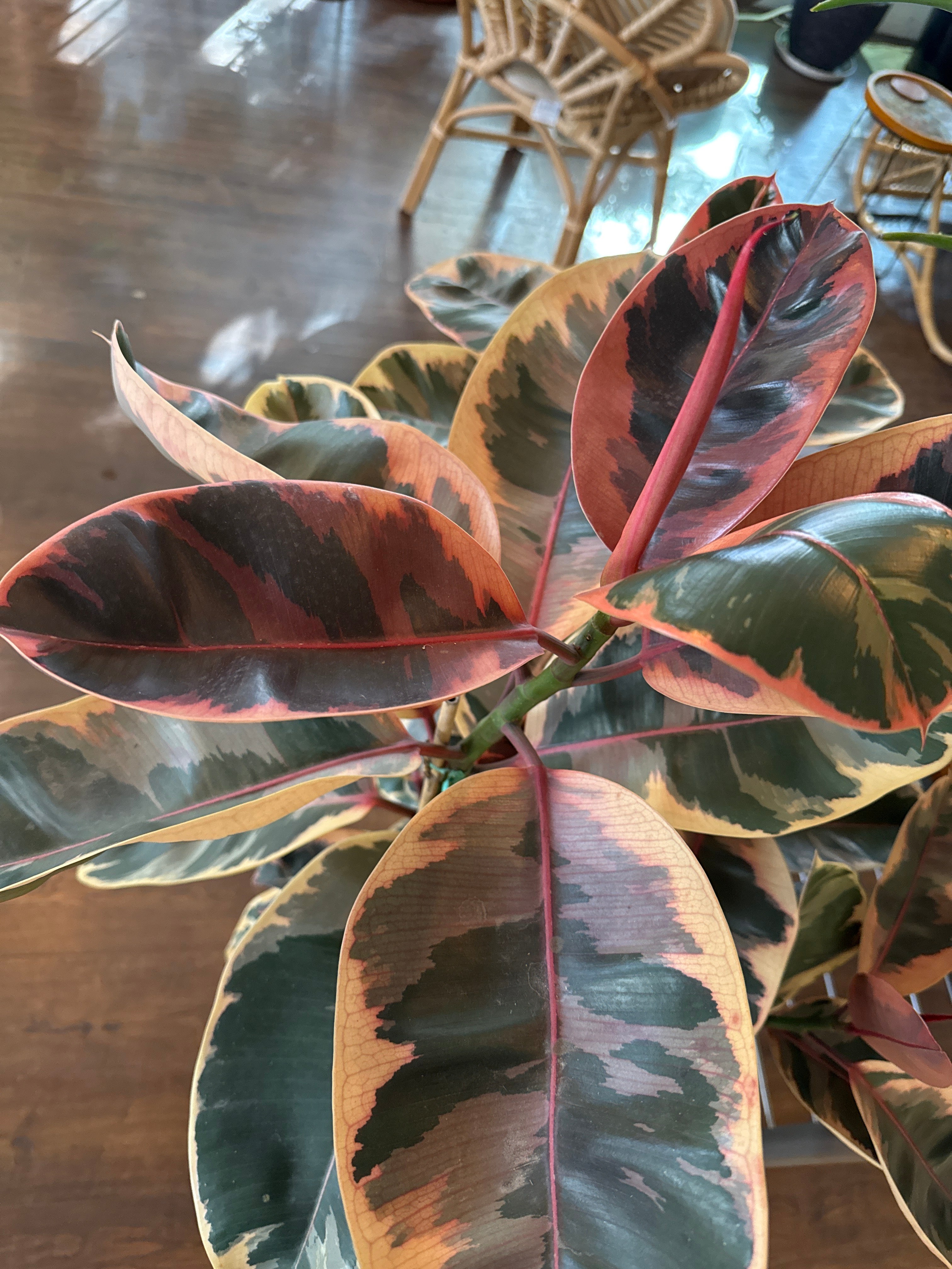 Rubber Tree - (Ficus Elastica)
