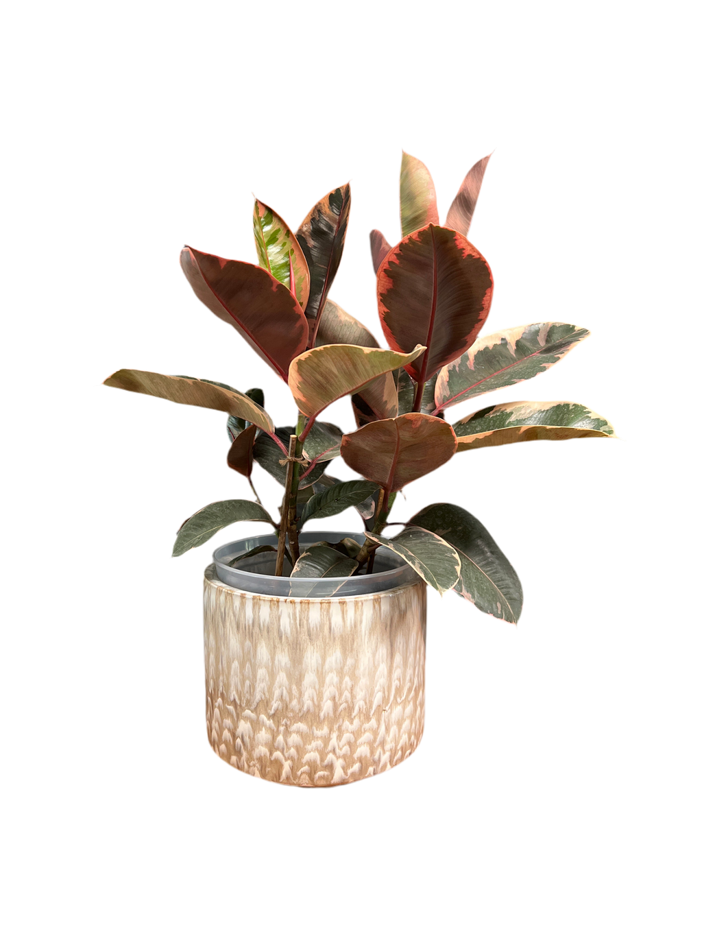 Rubber Tree – Tricolor