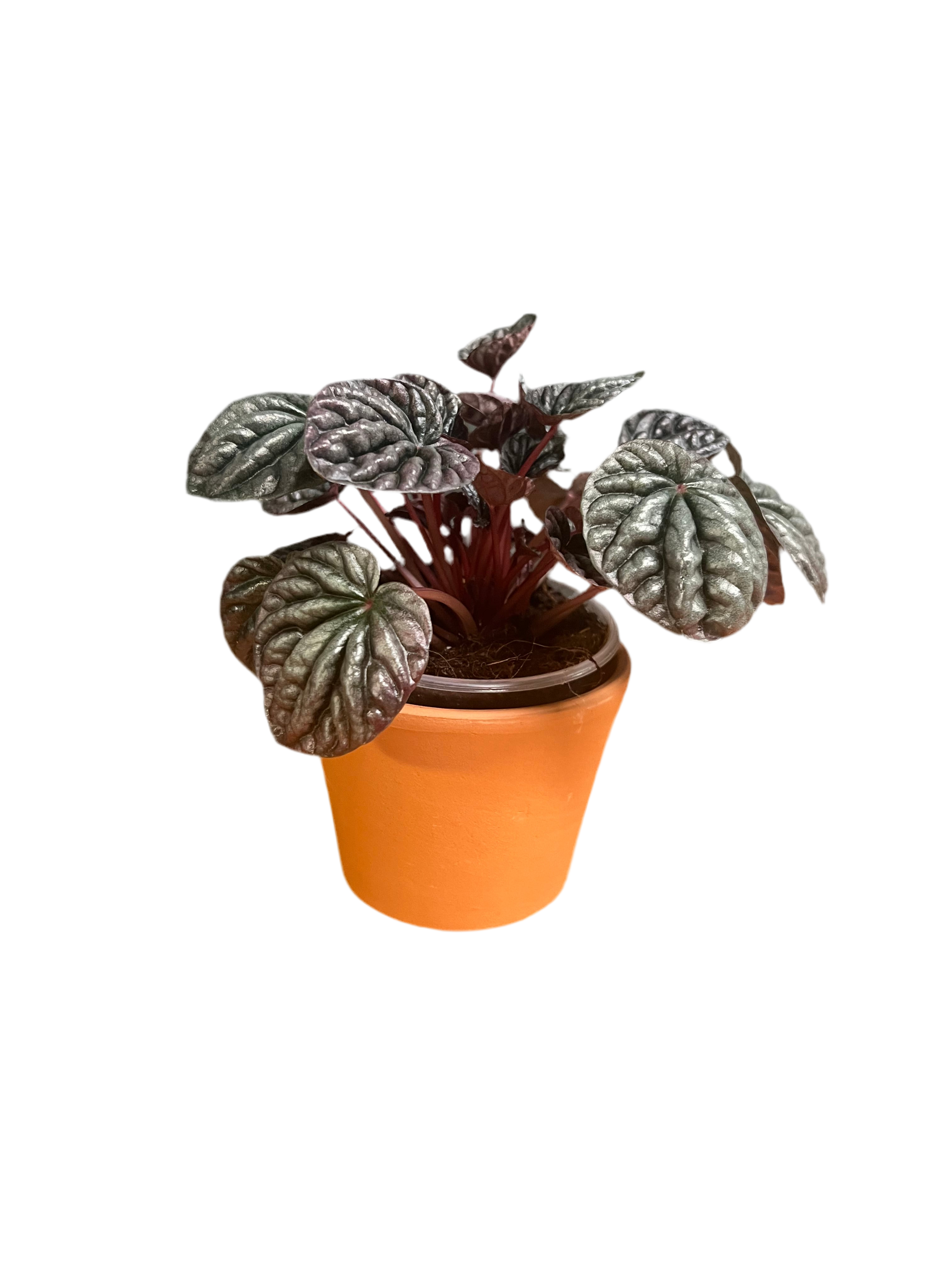 Peperomia - Ripple Red