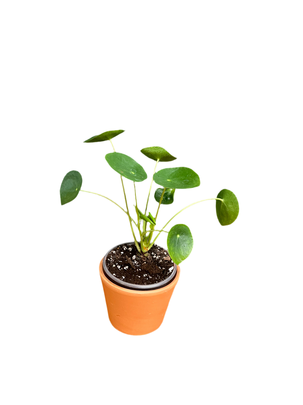 Chinese Money Plant