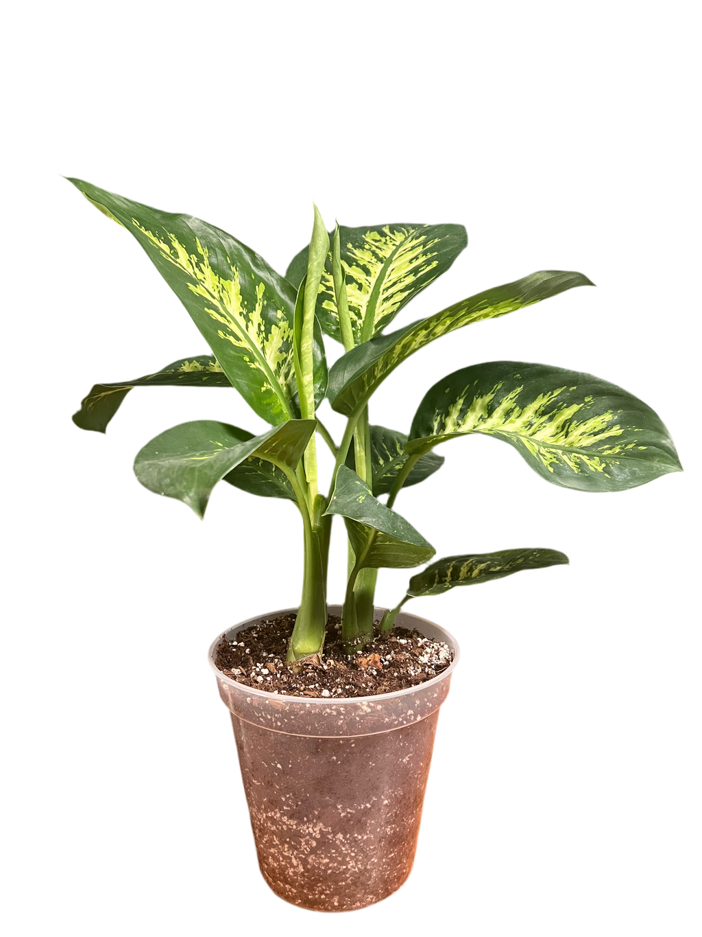 Dieffenbachia - Tropic Snow