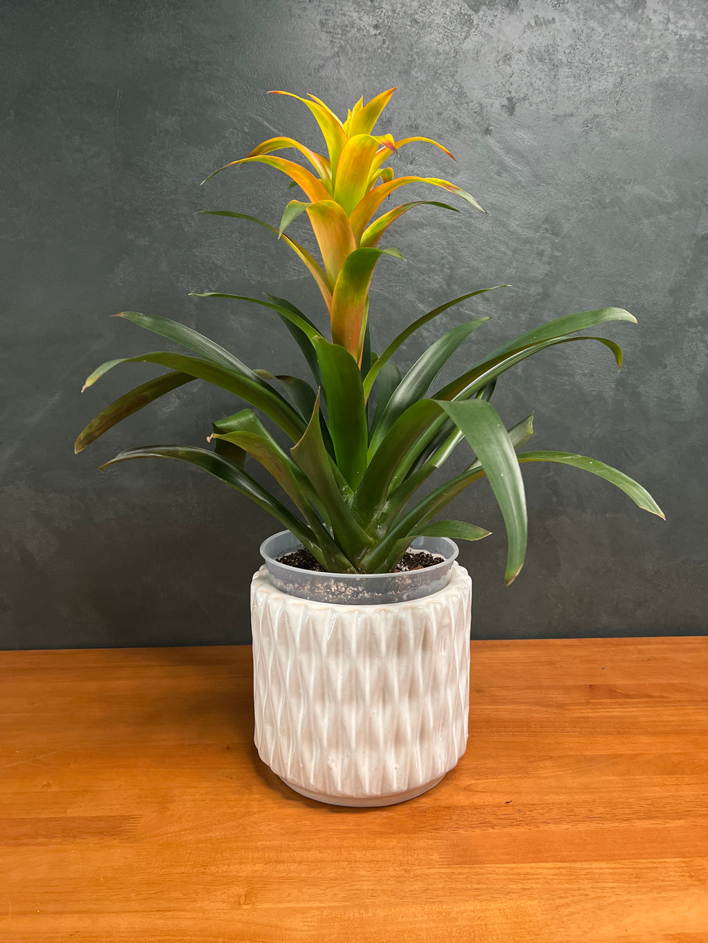 Bromeliad - Yellow