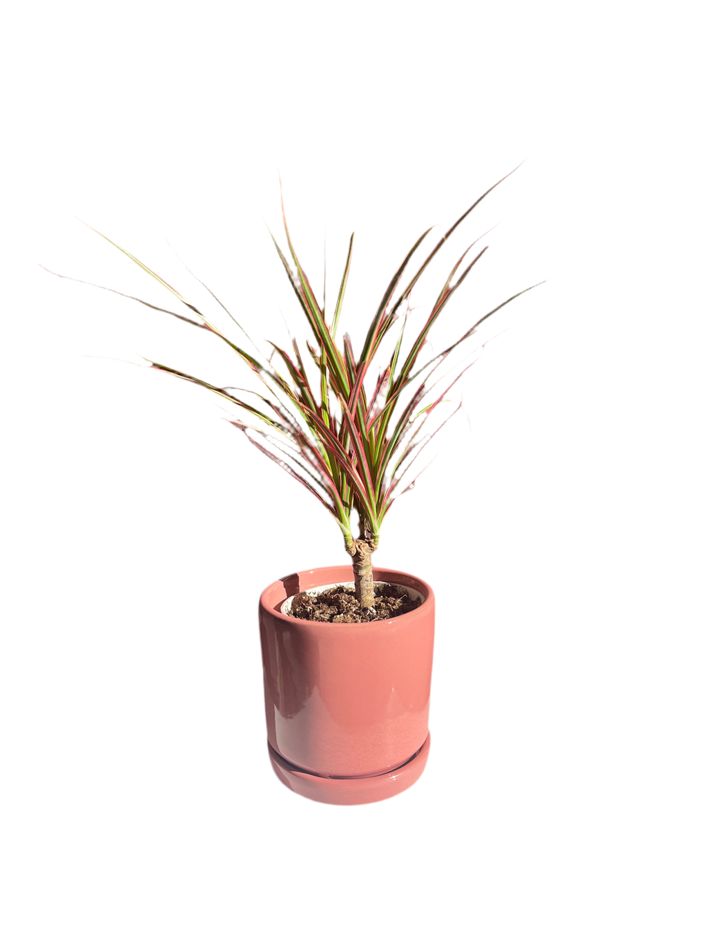 Dracaena Tree – Colorama (Pink)