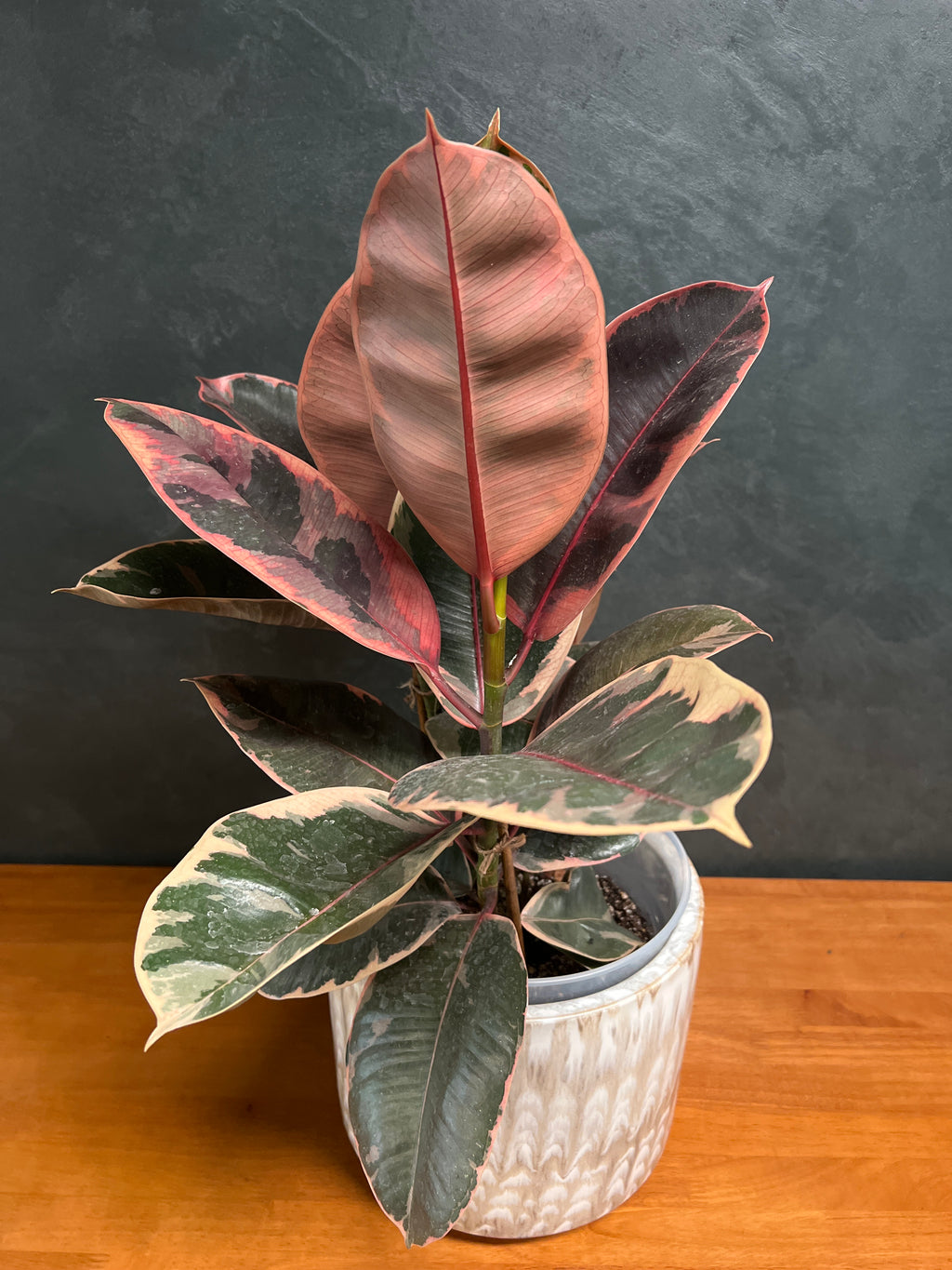 Rubber Tree – Tricolor
