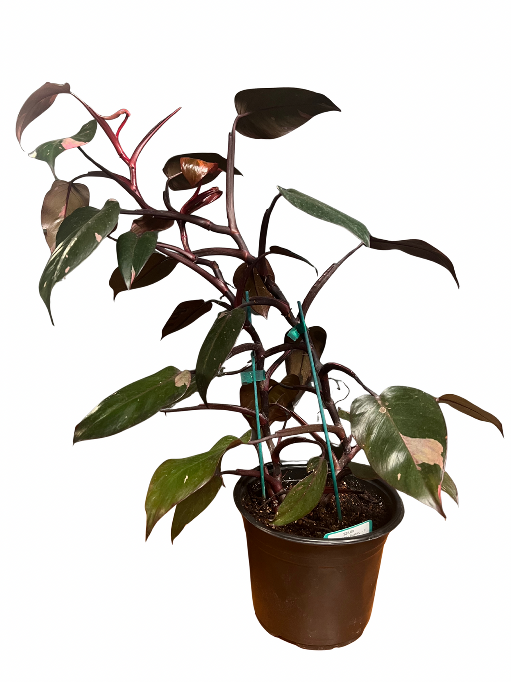 Philodendron - Blushing