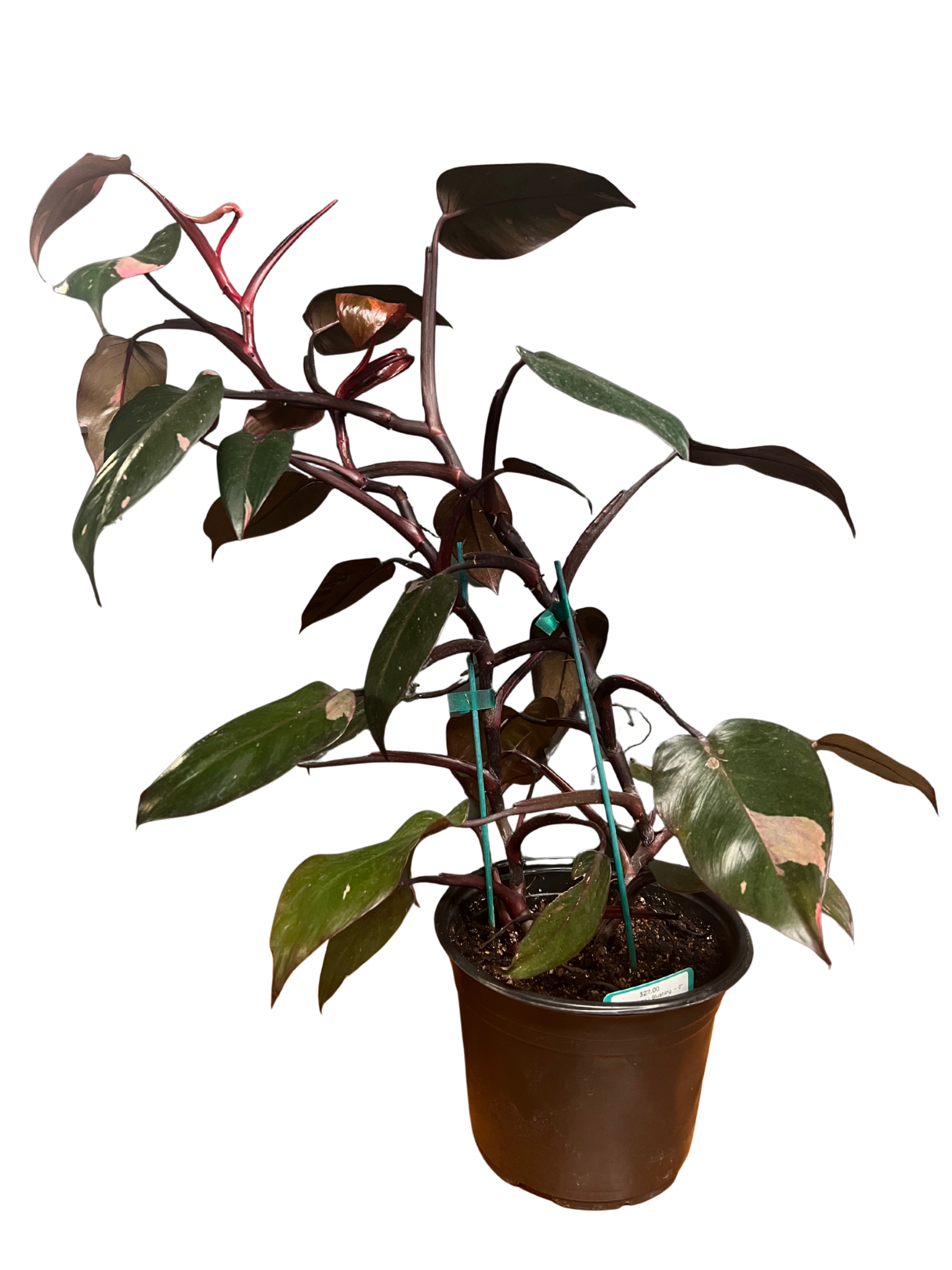 Philodendron - Blushing