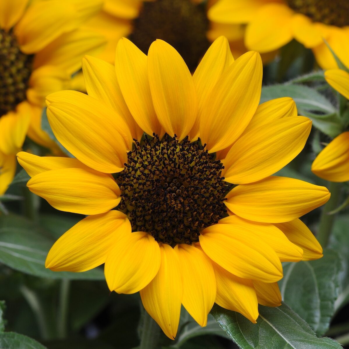 Sunflower