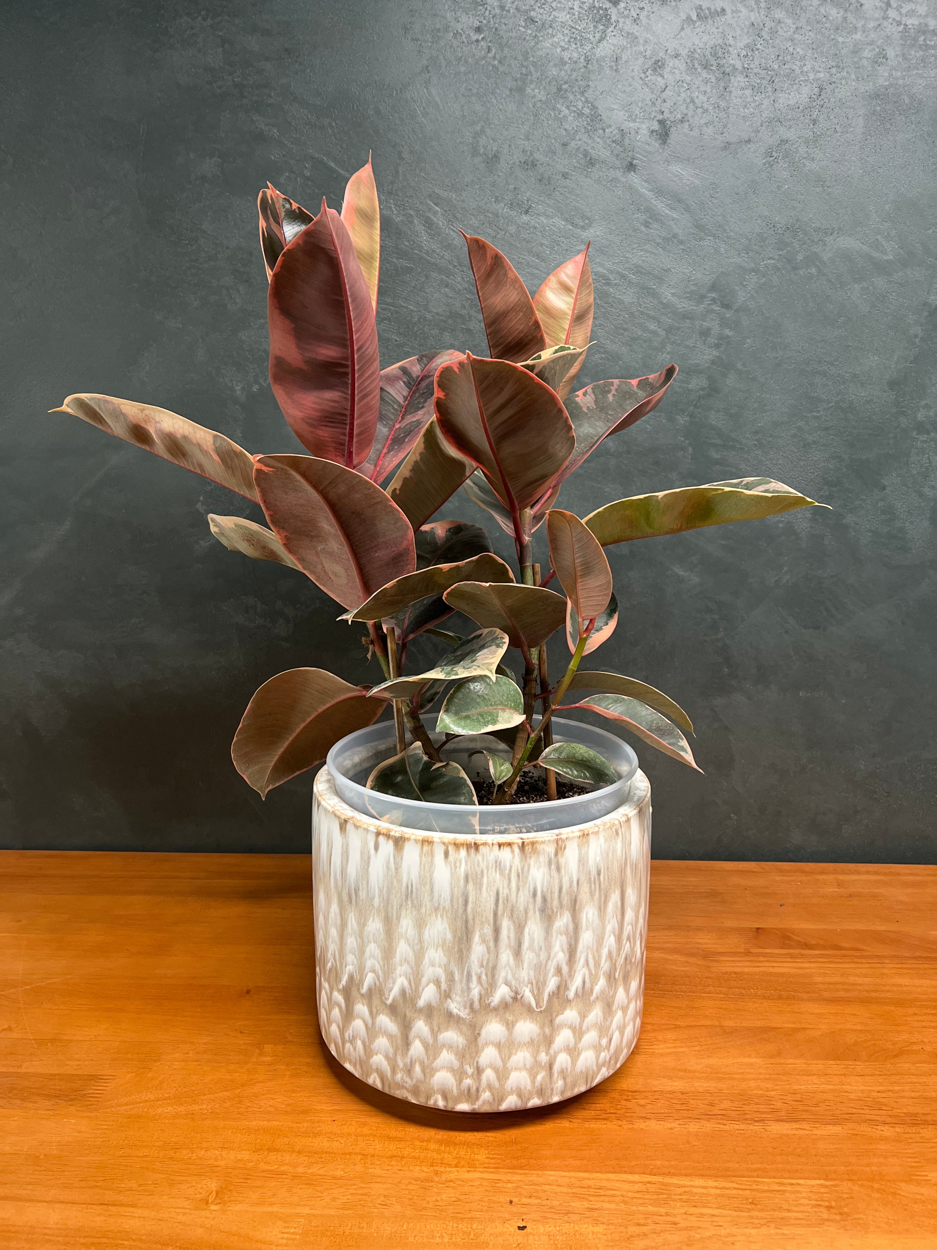 Rubber Tree – Tricolor