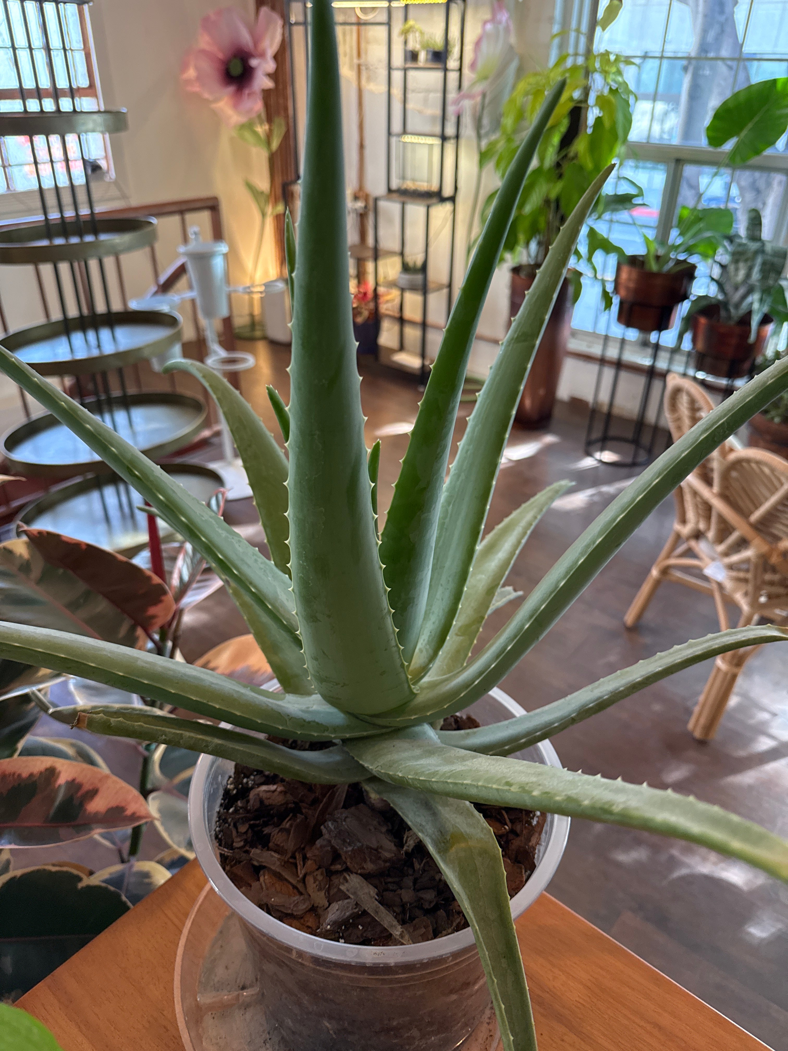 Aloe Vera