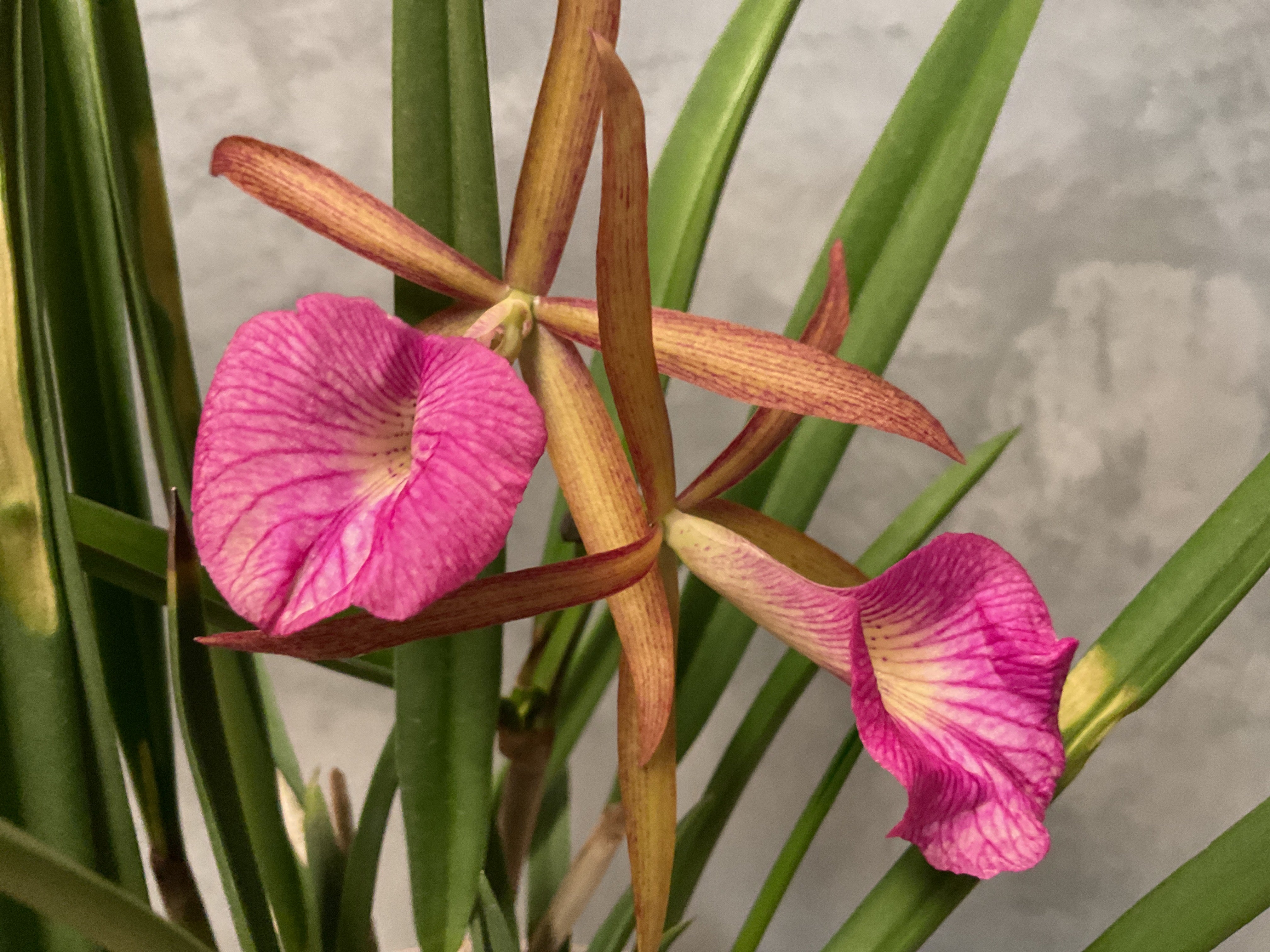 Orchids