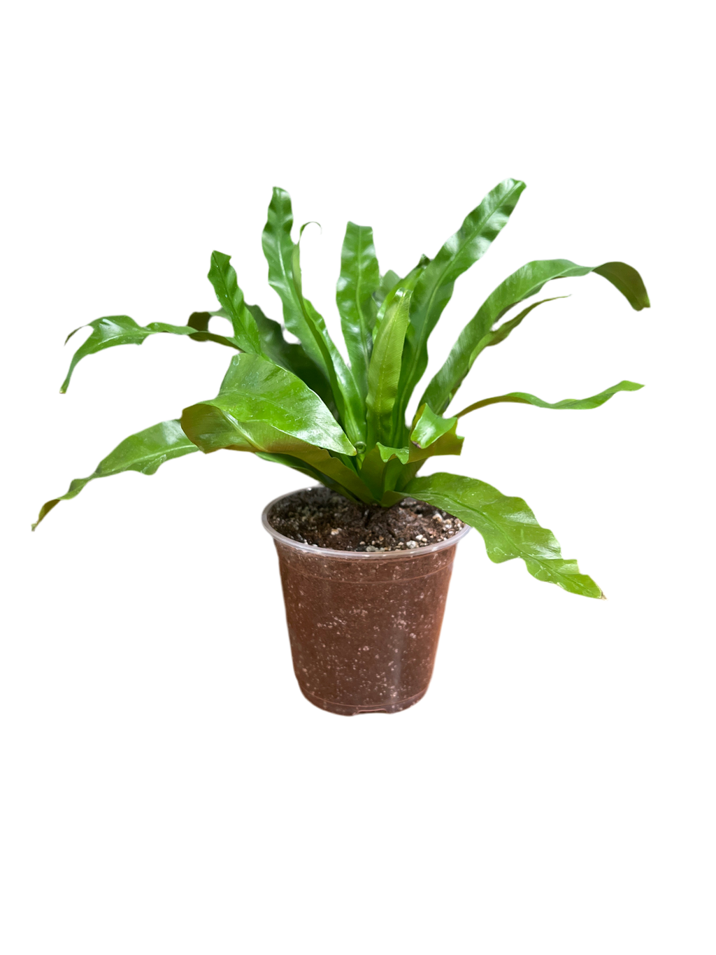 Bird’s Nest Fern