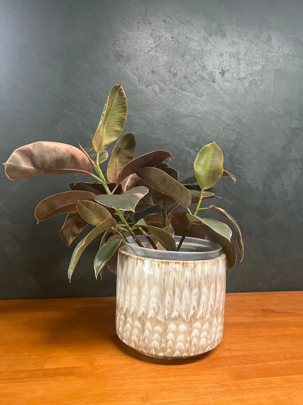 Rubber Tree – Belize