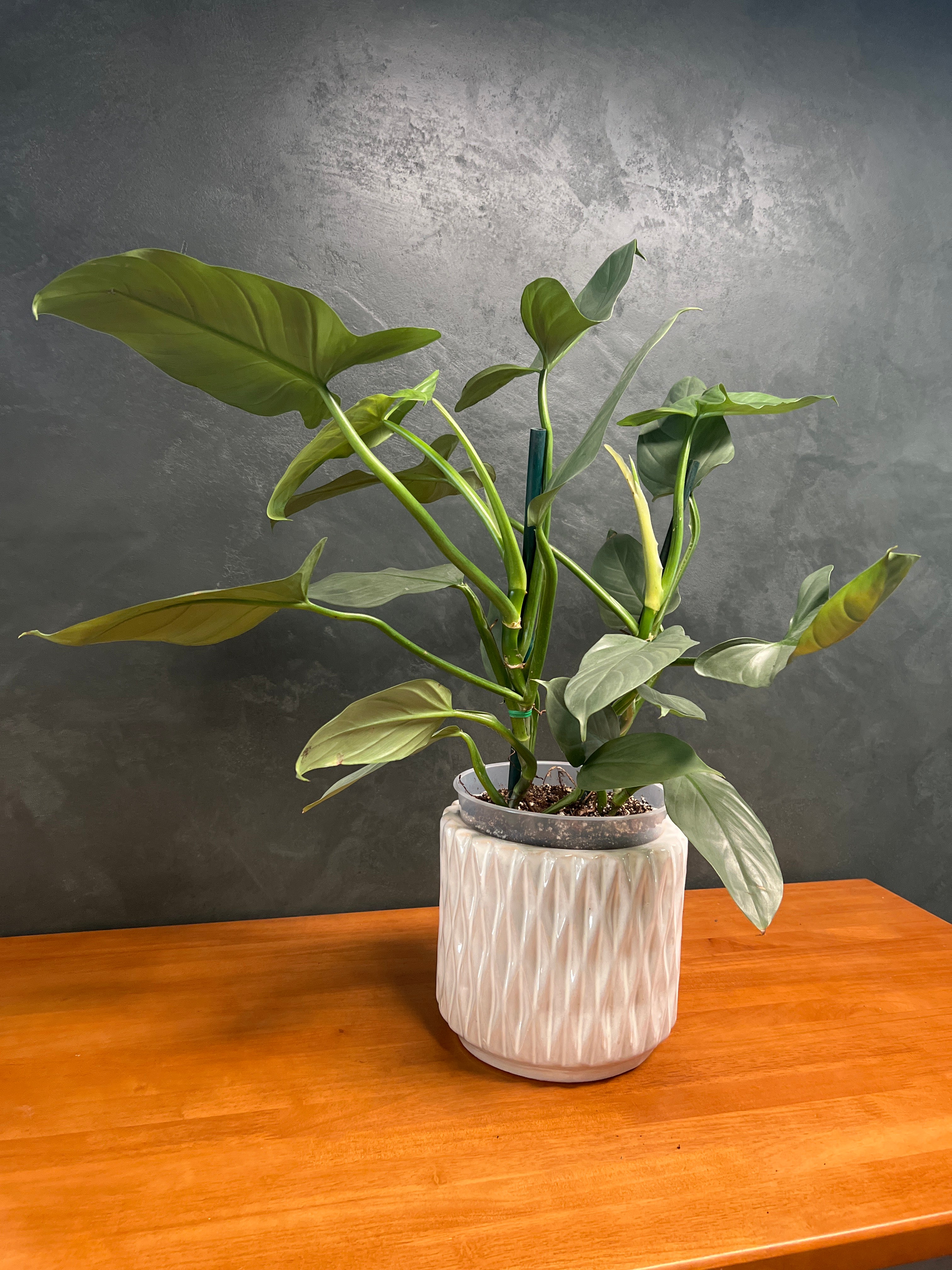 Philodendron – Imperial Green
