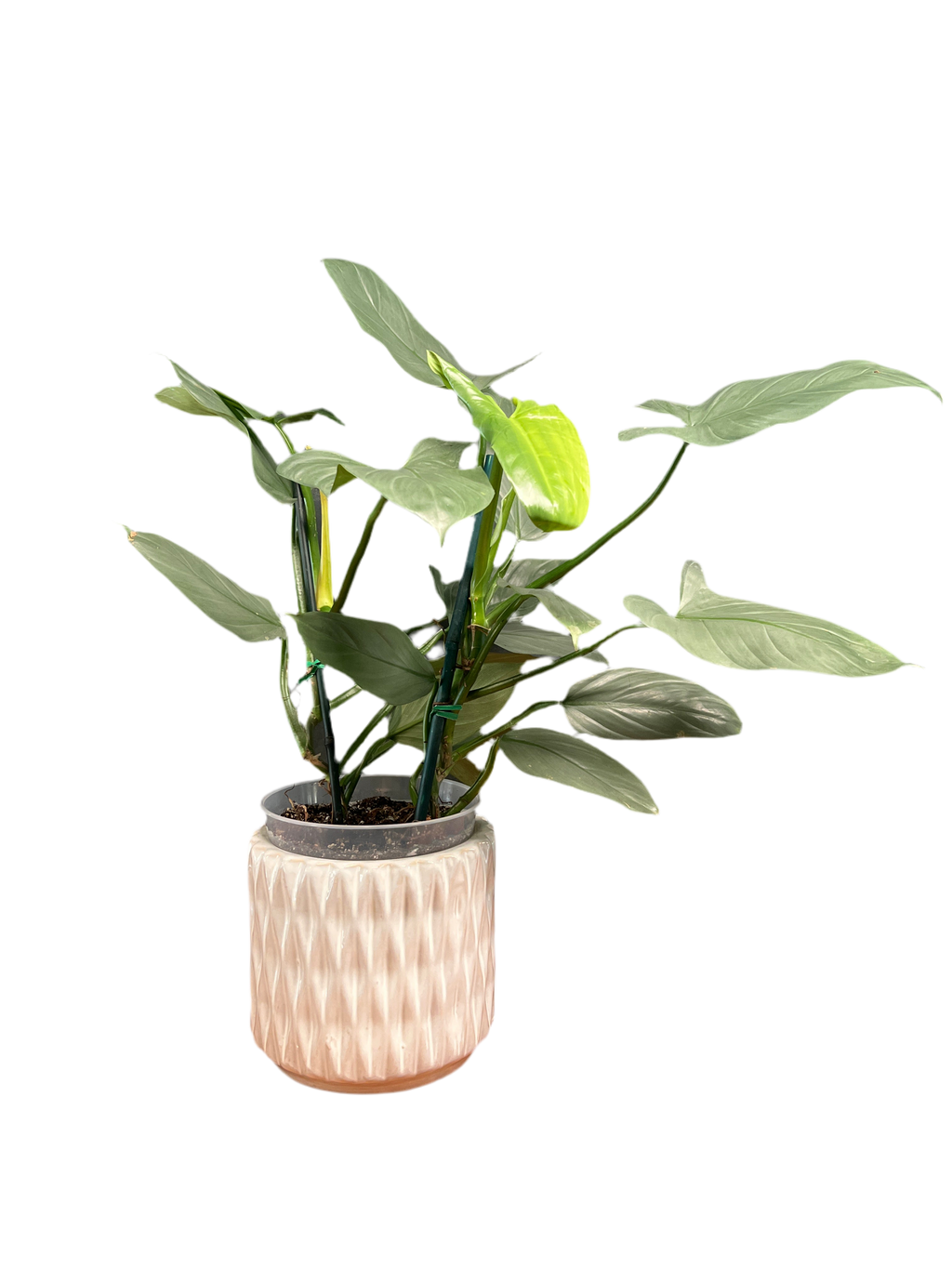 Philodendron – Imperial Green