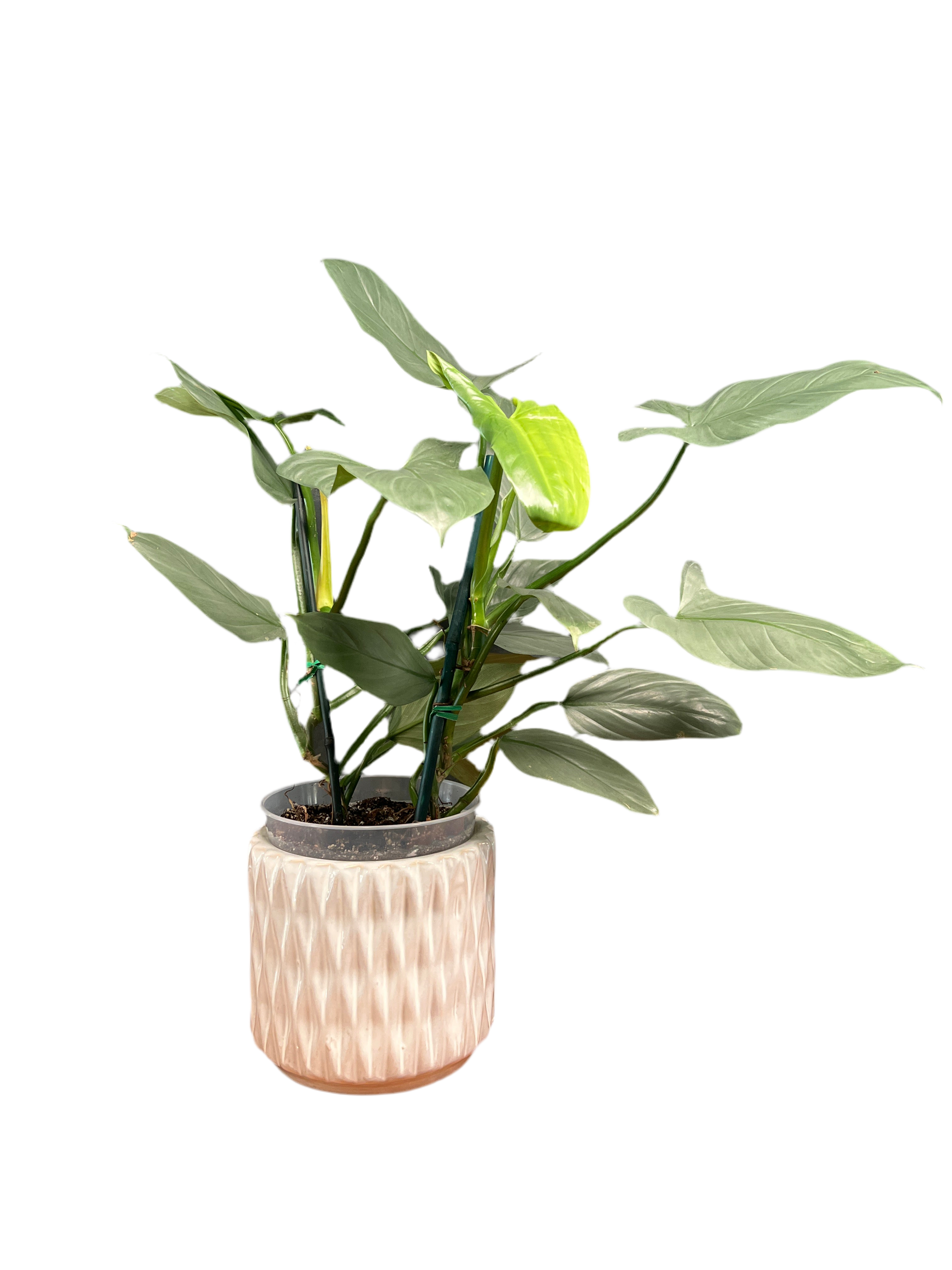 Philodendron – Imperial Green
