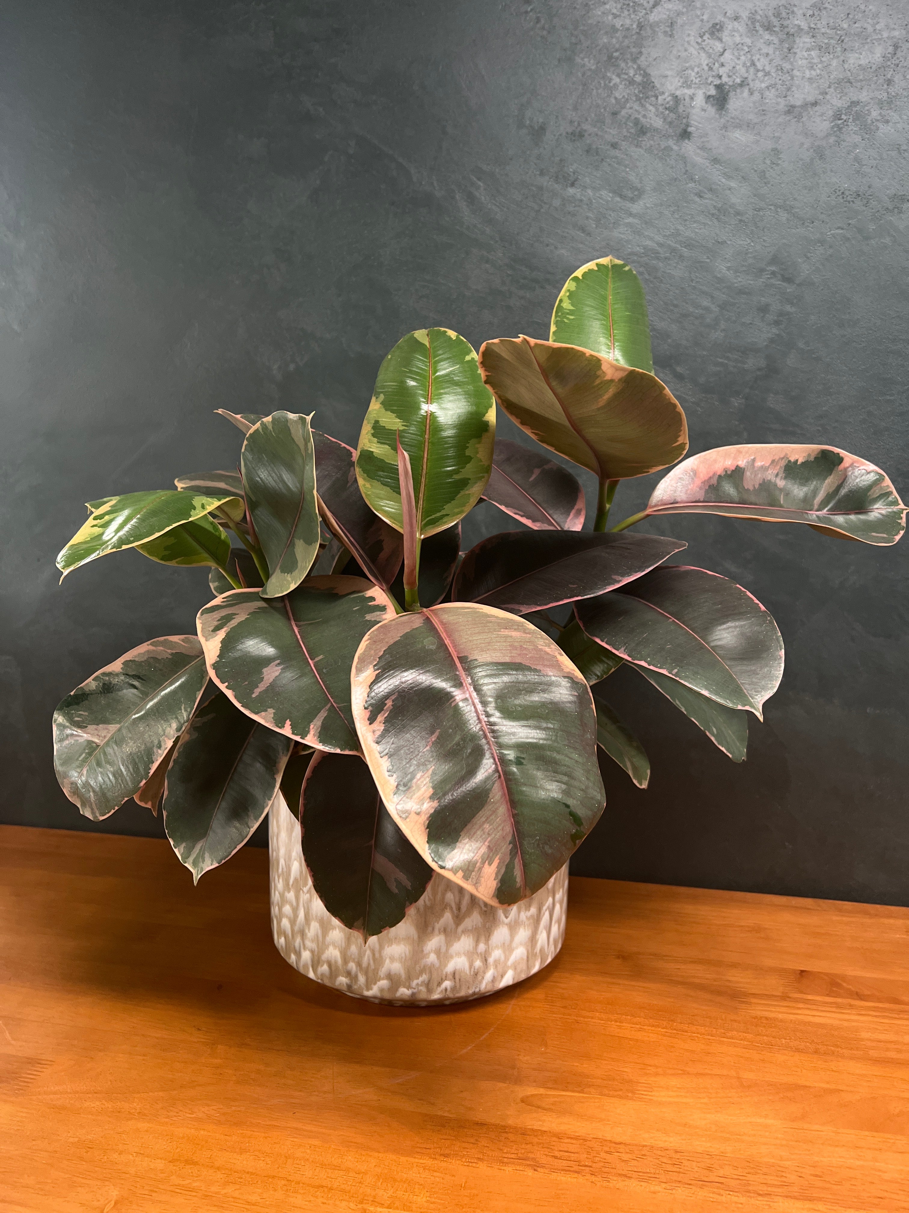 Rubber Tree – Belize