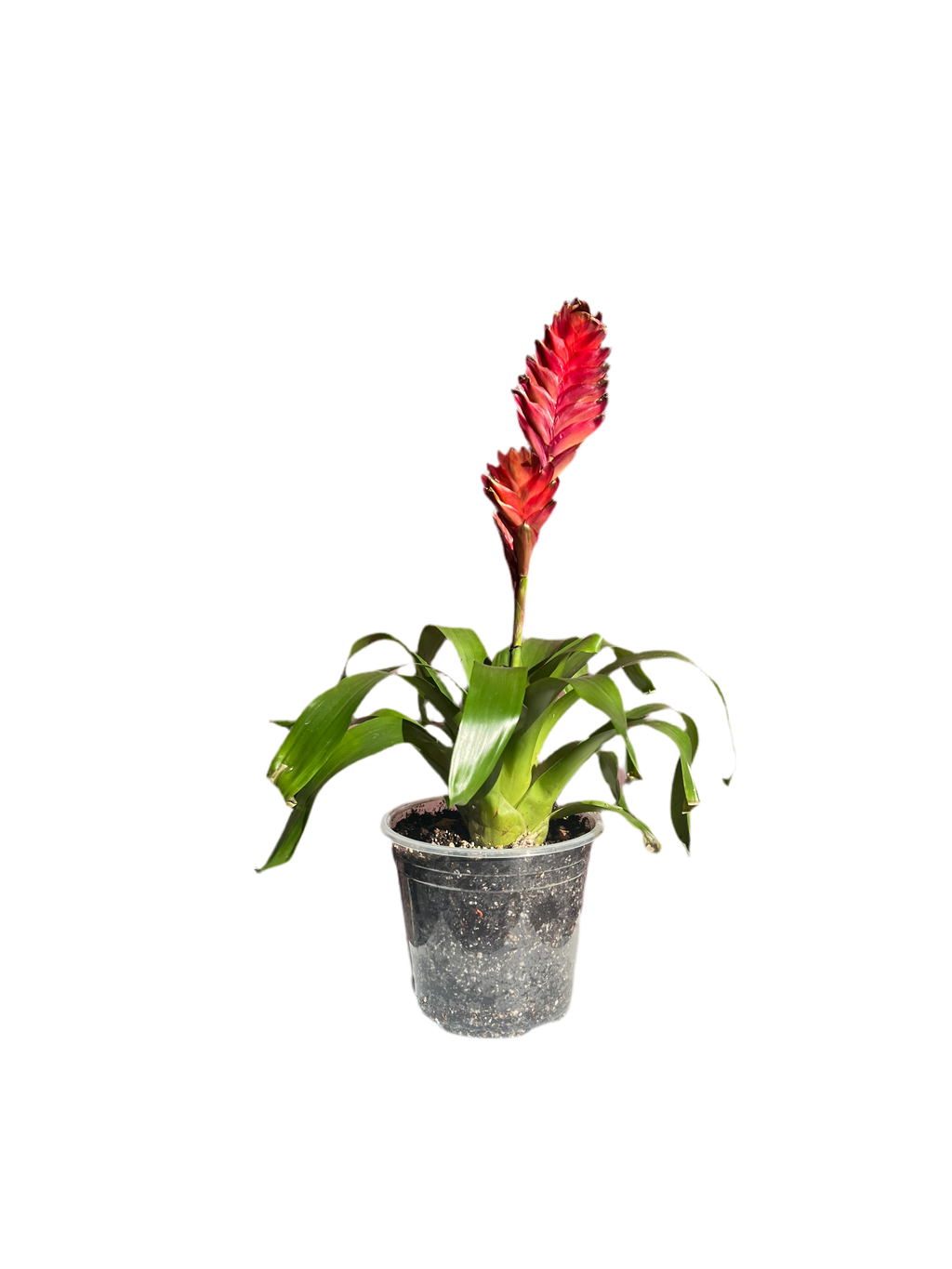Bromeliad - Flaming Sword
