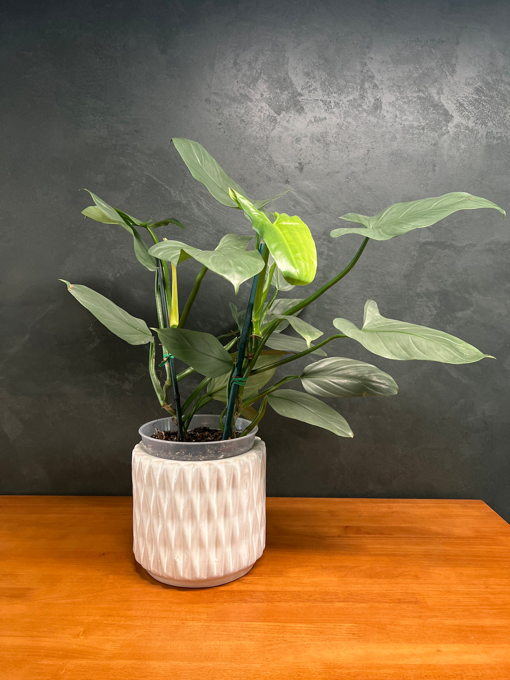 Philodendron – Imperial Green
