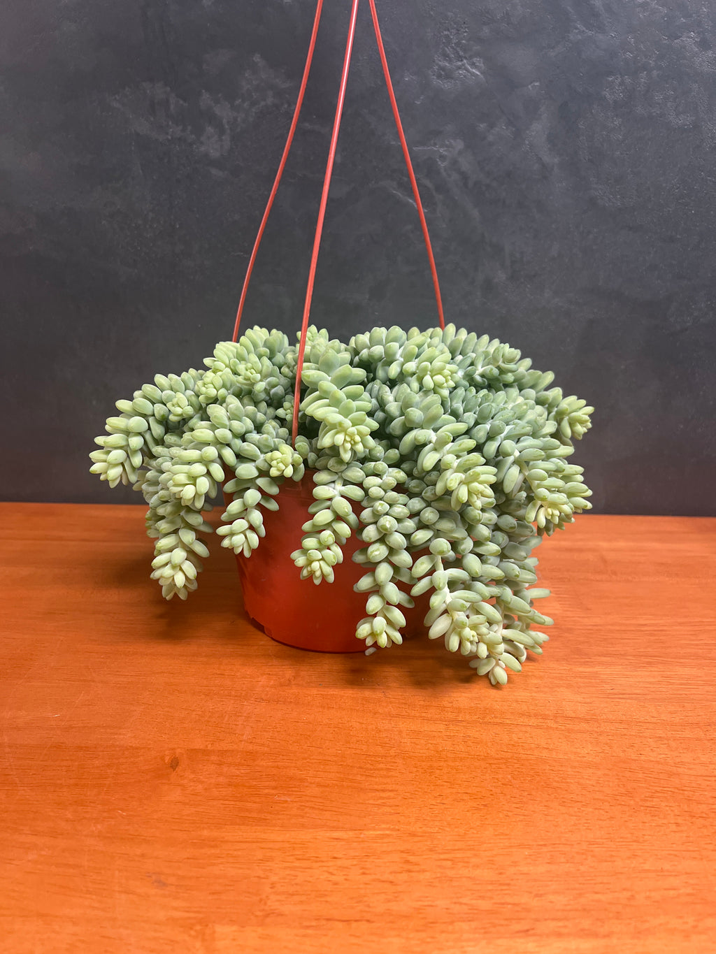 Donkey Tail