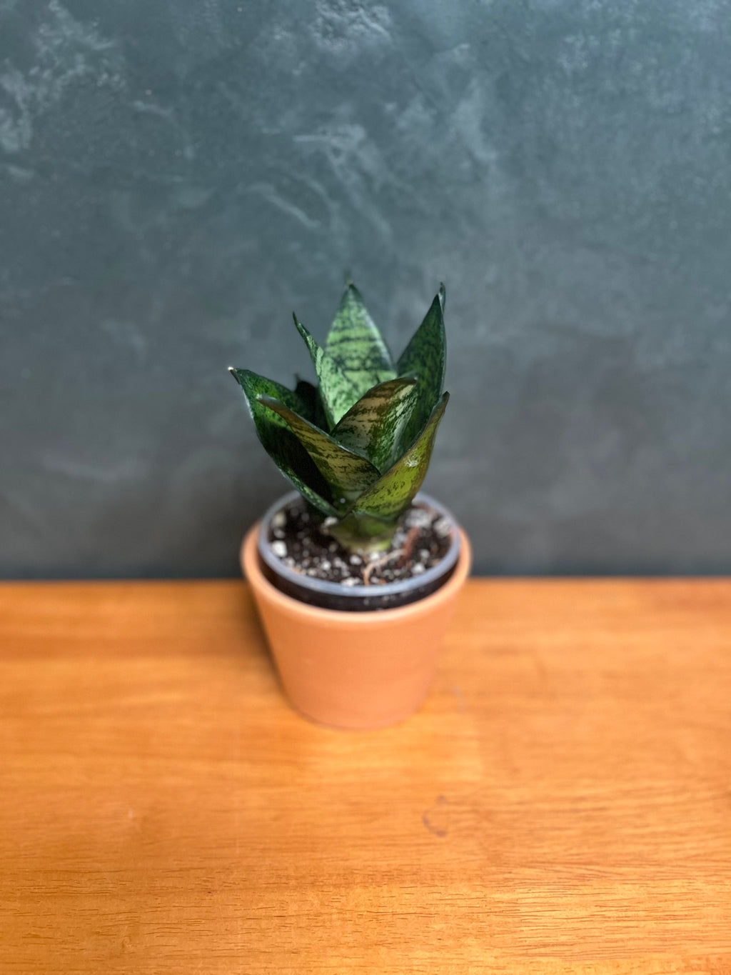 Dwarf Snake Plant – Zeylanica