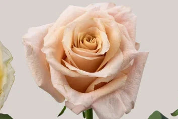 Rose - Classic