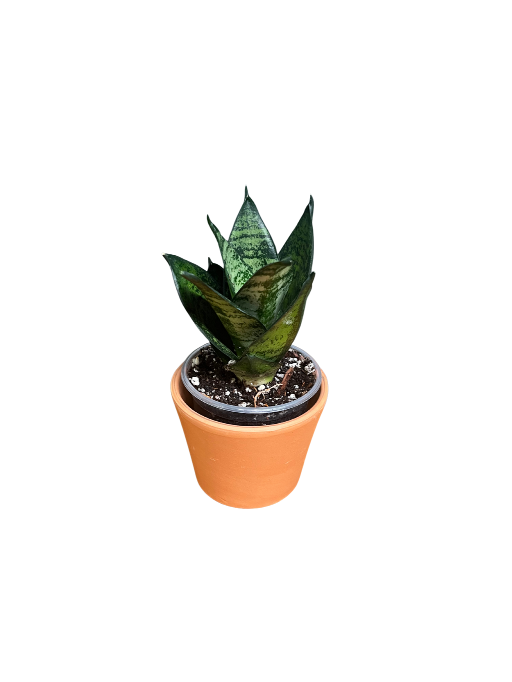 Dwarf Snake Plant – Zeylanica