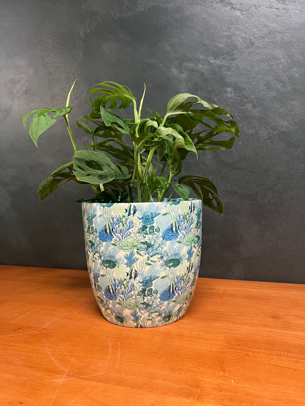 Monstera - Adansonii