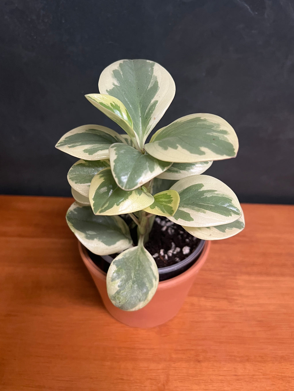 Ficus Rubber Plant - Ruby