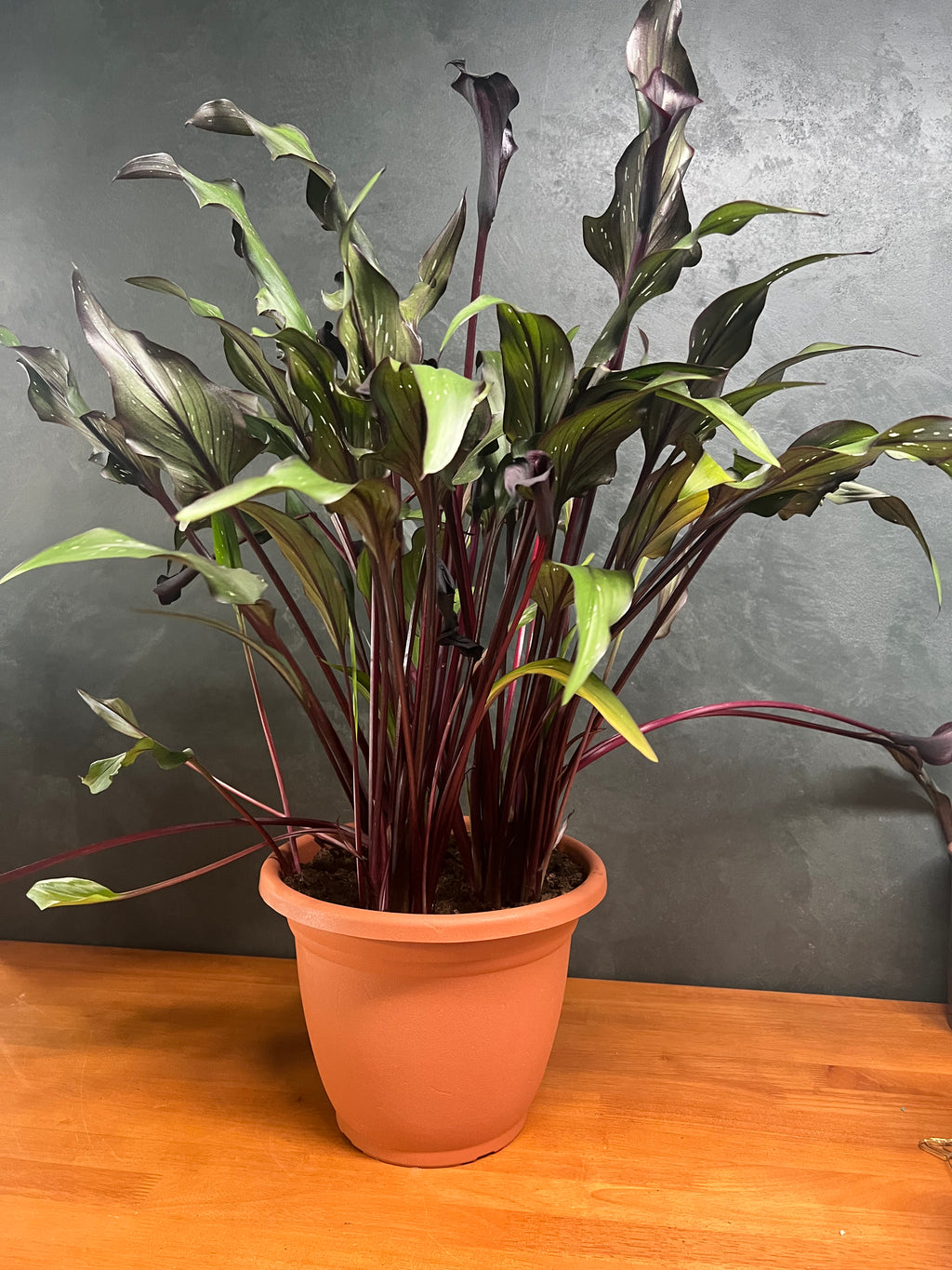 Maroon Calla Lily